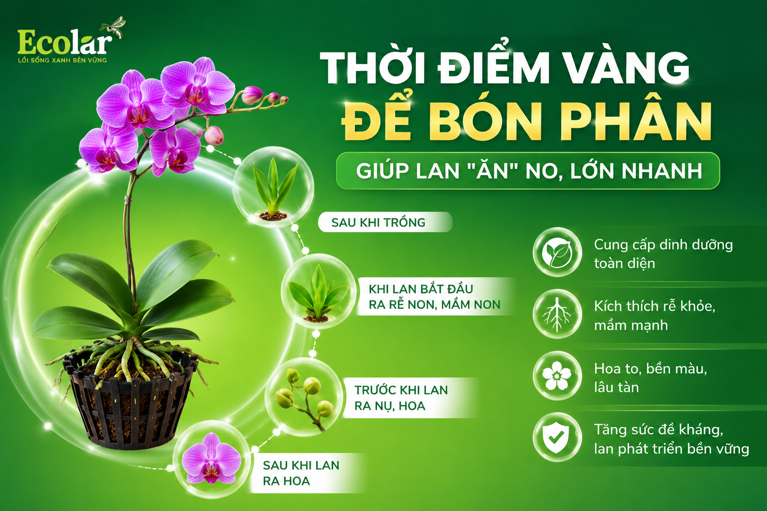 Thời Điểm Vàng Để Bón Phân Giúp Lan 'Ăn' No, Lớn Nhanh