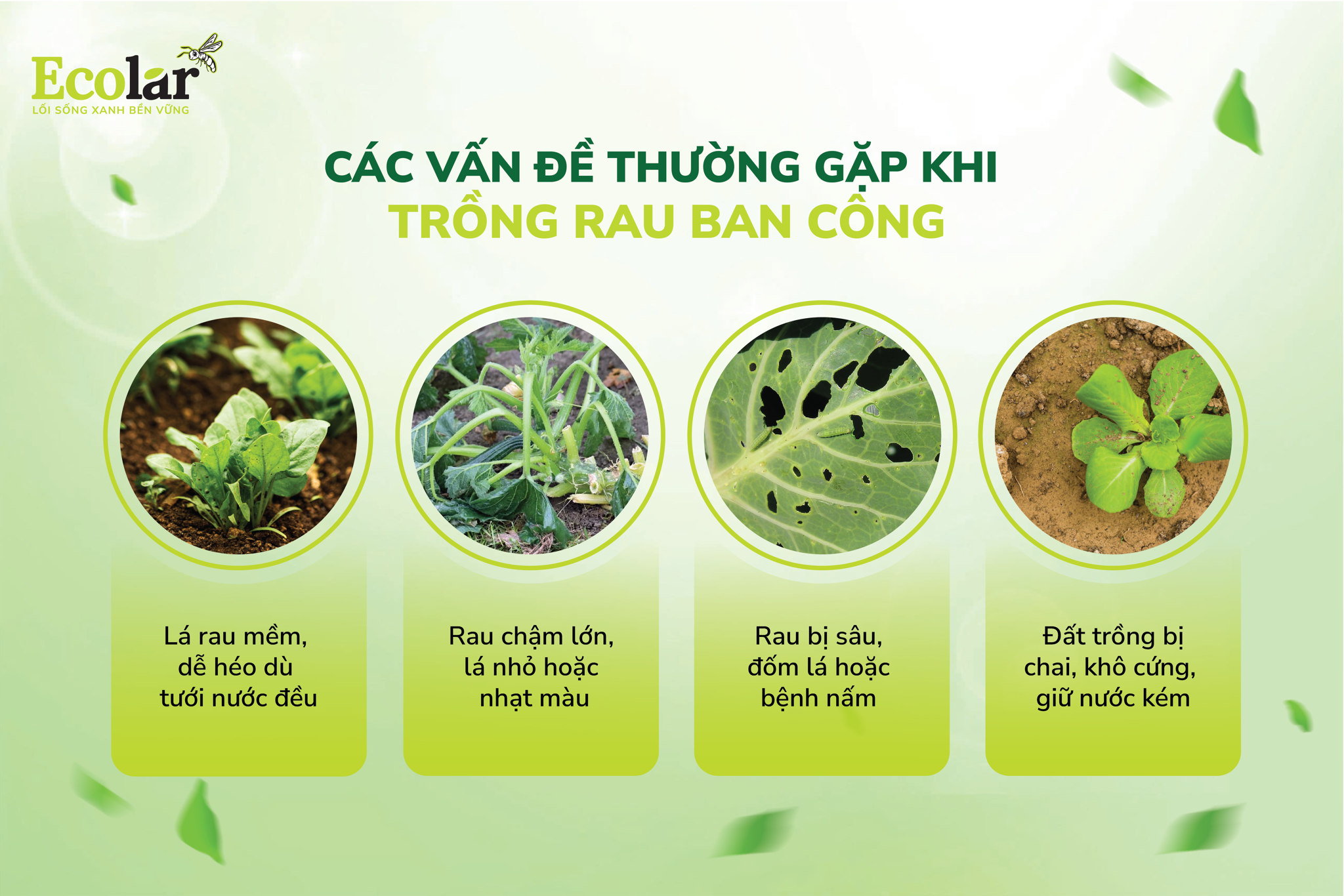 các vấn đề thường gặp khi trồng rau ban công