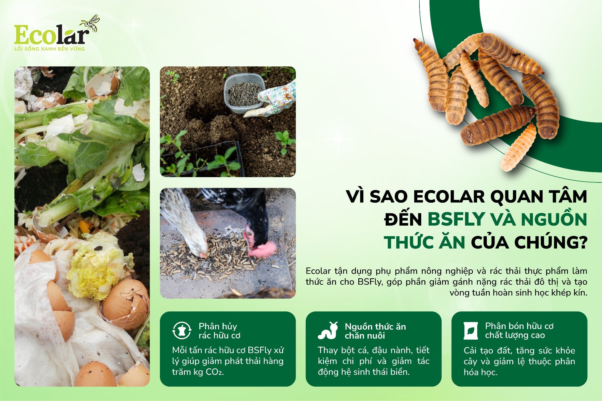 Vì sao Ecolar quan tâm đến BSFly và nguồn thức ăn của chúng?