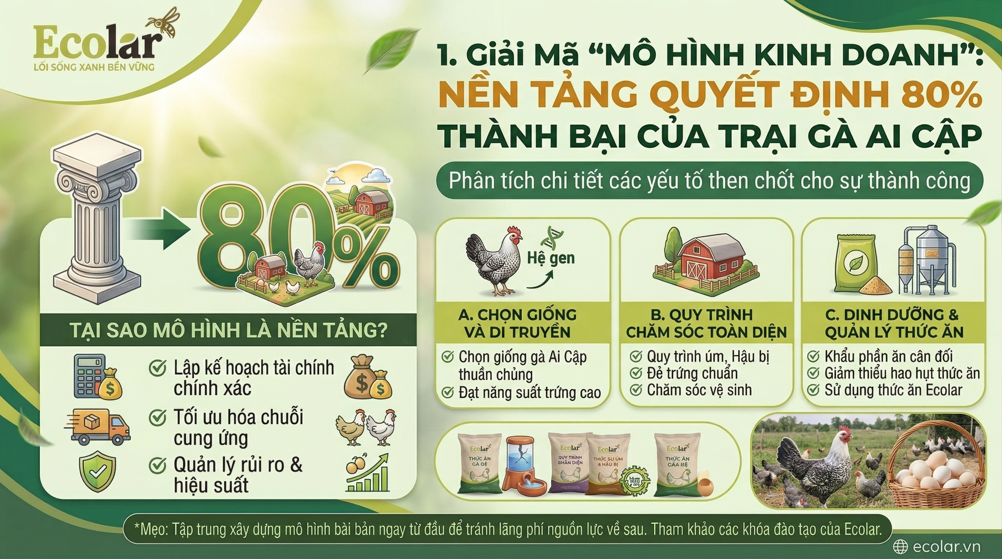 Nền Tảng Quyết Định 80% Thành Bại Của Trại Gà Ai Cập