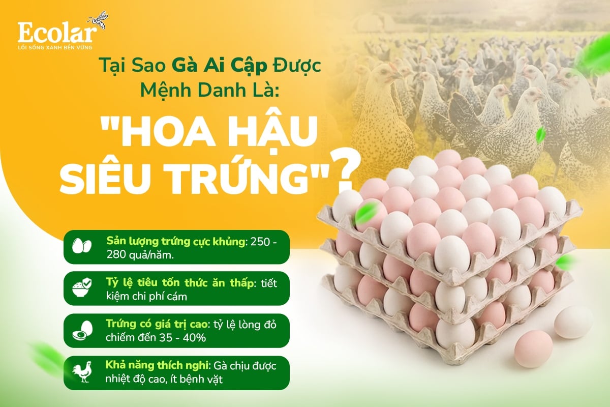 gà ai cập vằn siêu trứng
