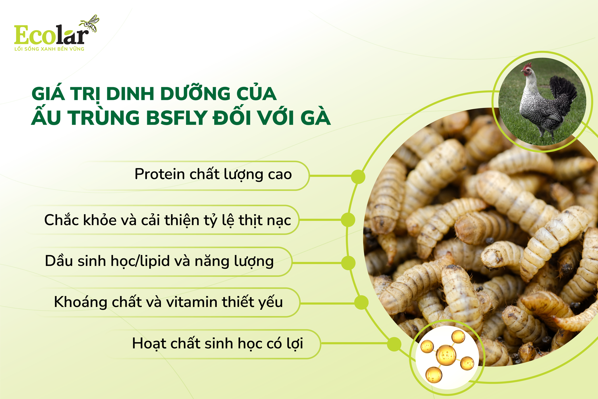 giá trị dinh dưỡng đối với gà