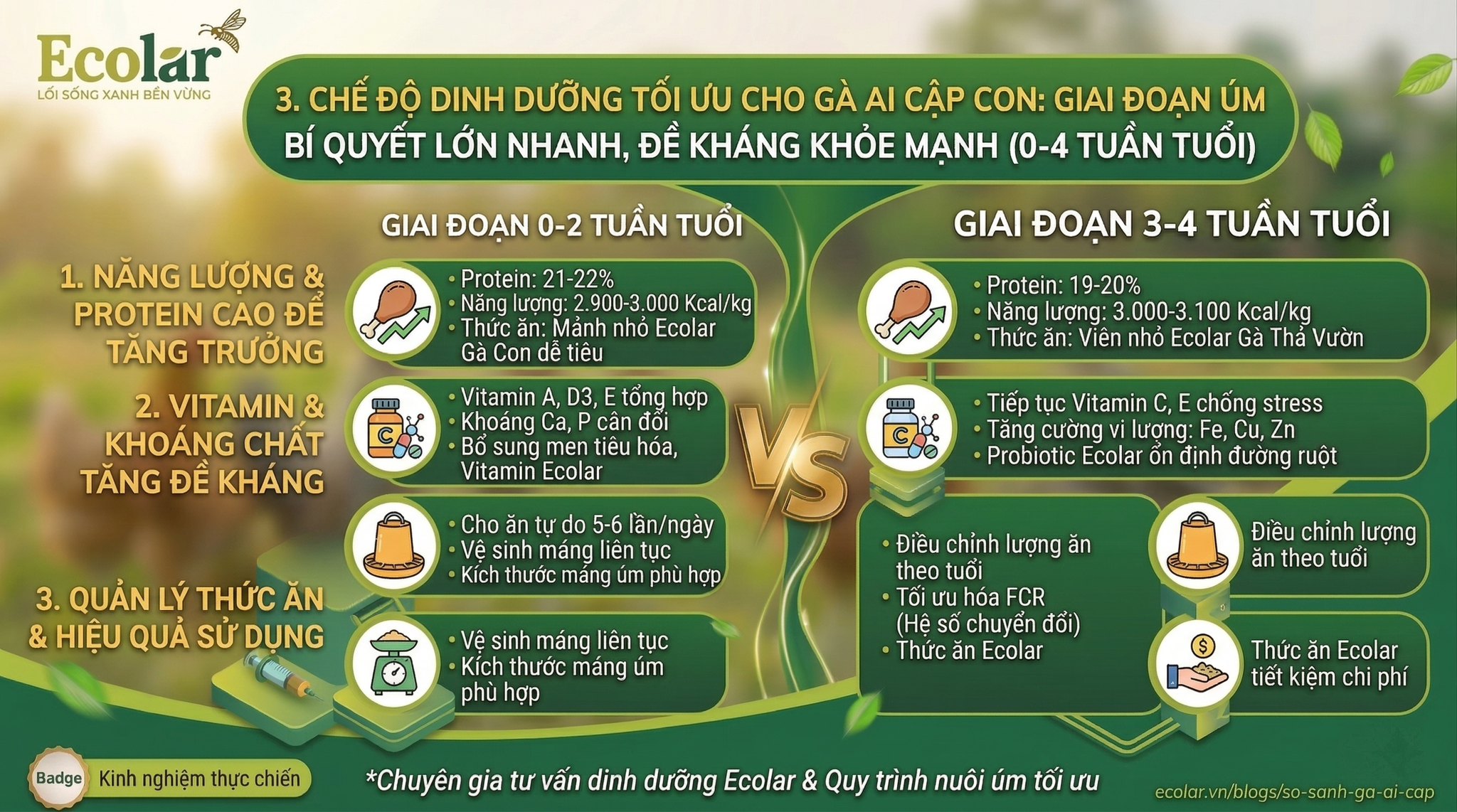 Chế Độ Dinh Dưỡng Tối Ưu Cho Gà Ai Cập Con Lớn Nhanh, Đề Kháng Tốt