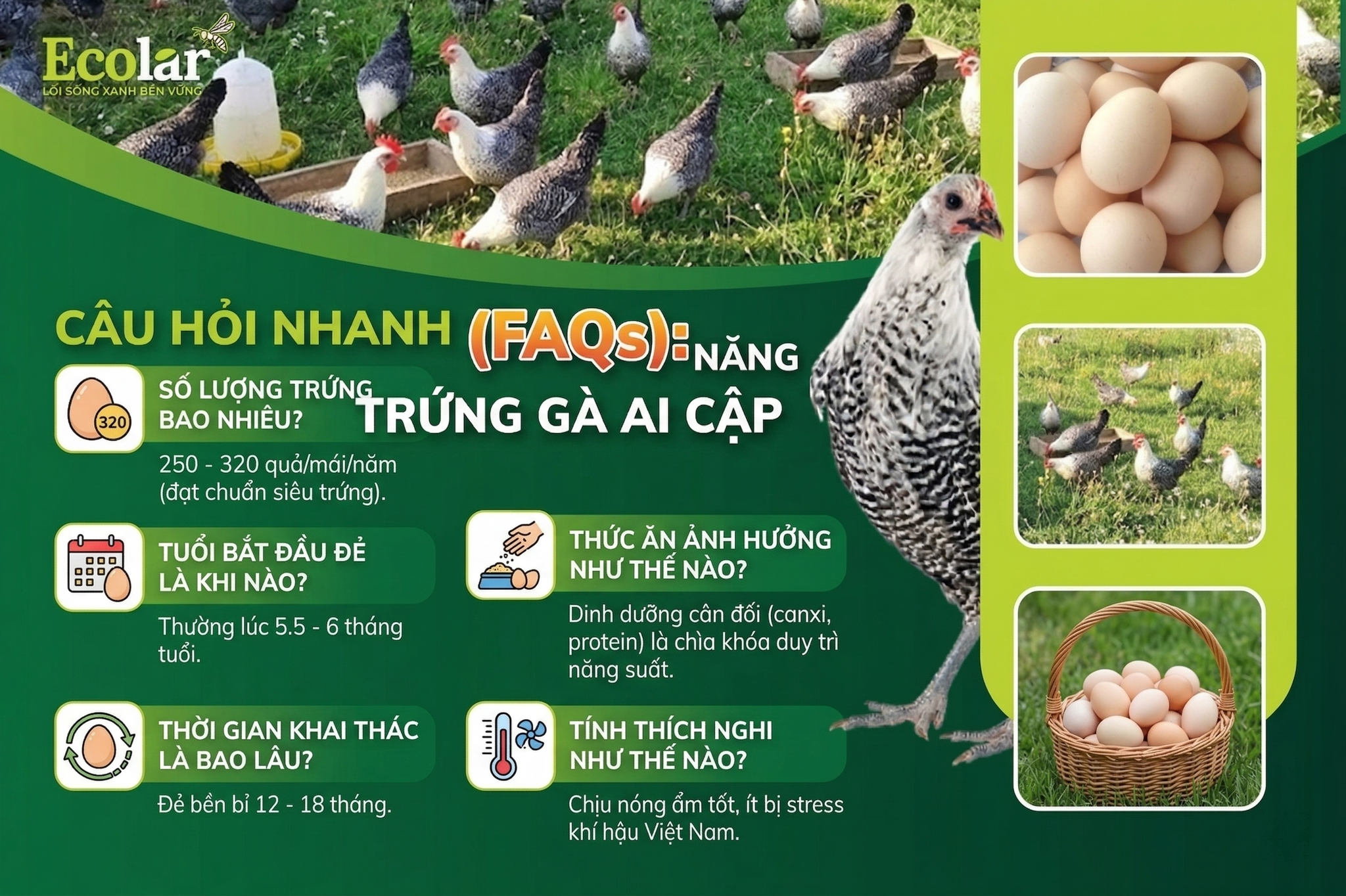 Câu hỏi nhanh (FAQs) liên quan trực tiếp tới 'Gà Ai Cập đẻ trứng bao nhiêu một năm?'