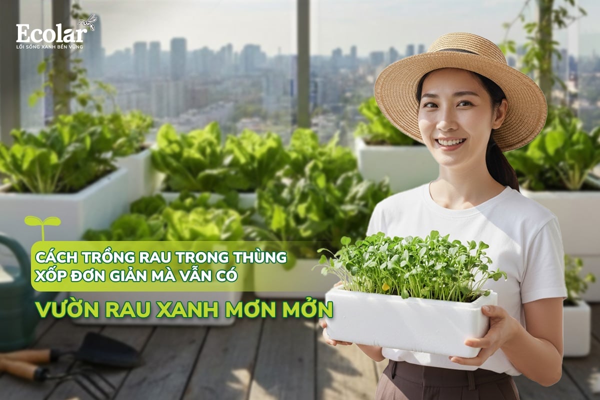 cách trồng rau đơn giản
