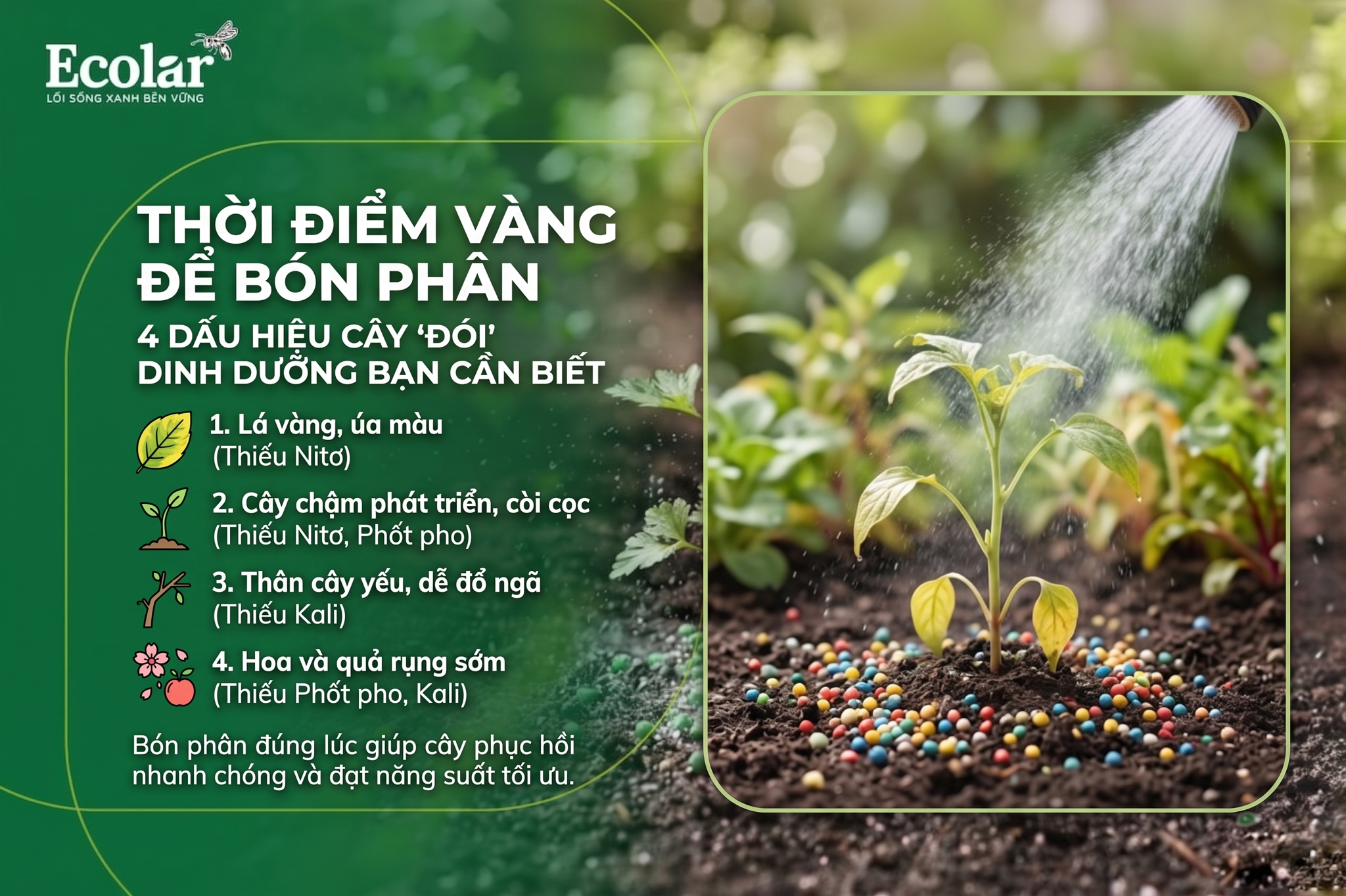 Thời Điểm Vàng Để Bón Phân: 4 Dấu Hiệu Cây 'Đói' Dinh Dưỡng Bạn Cần Biết
