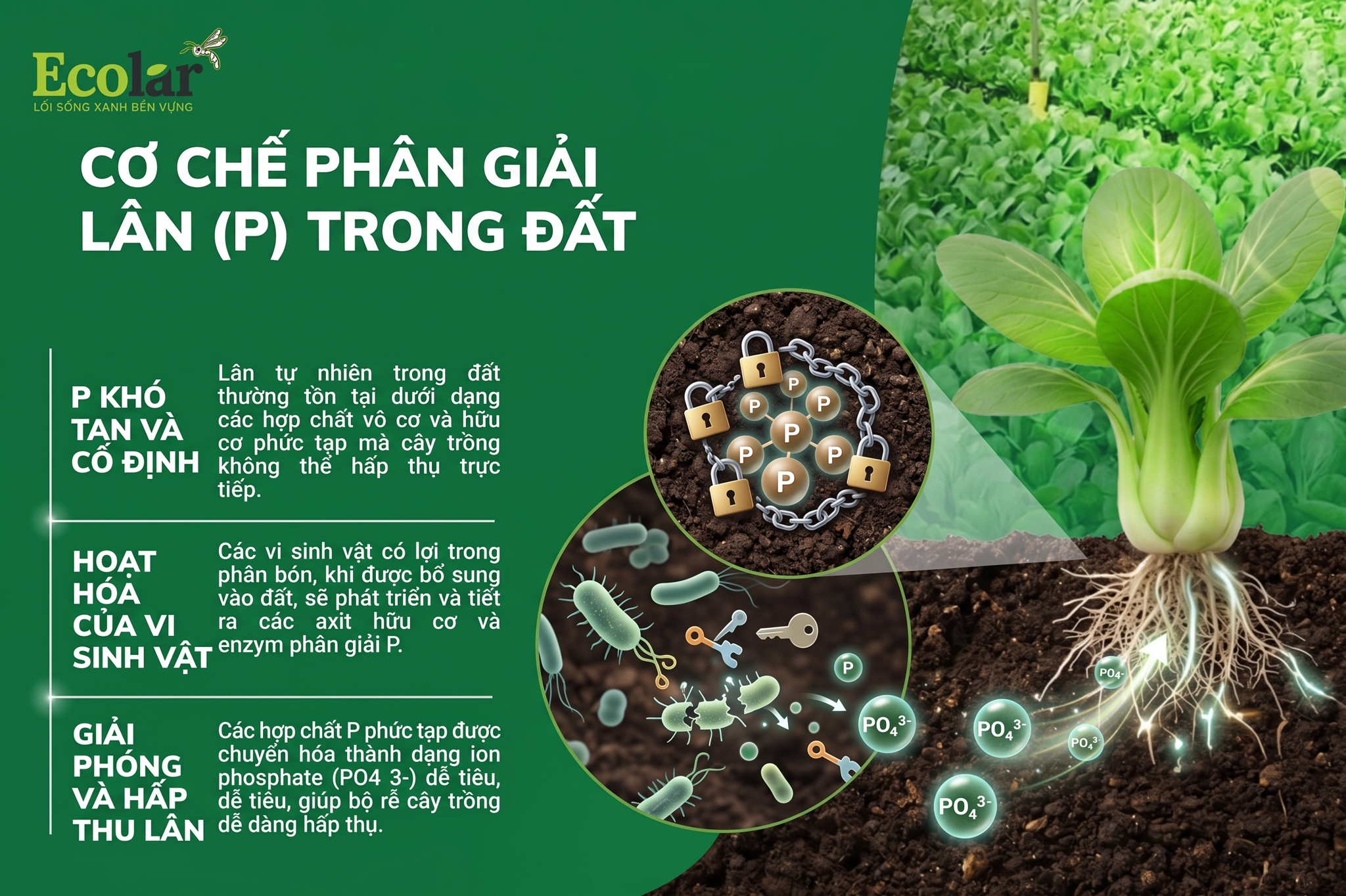 Cơ chế: Phân bón hữu cơ sinh học phân giải lân (P) tác động thế nào?