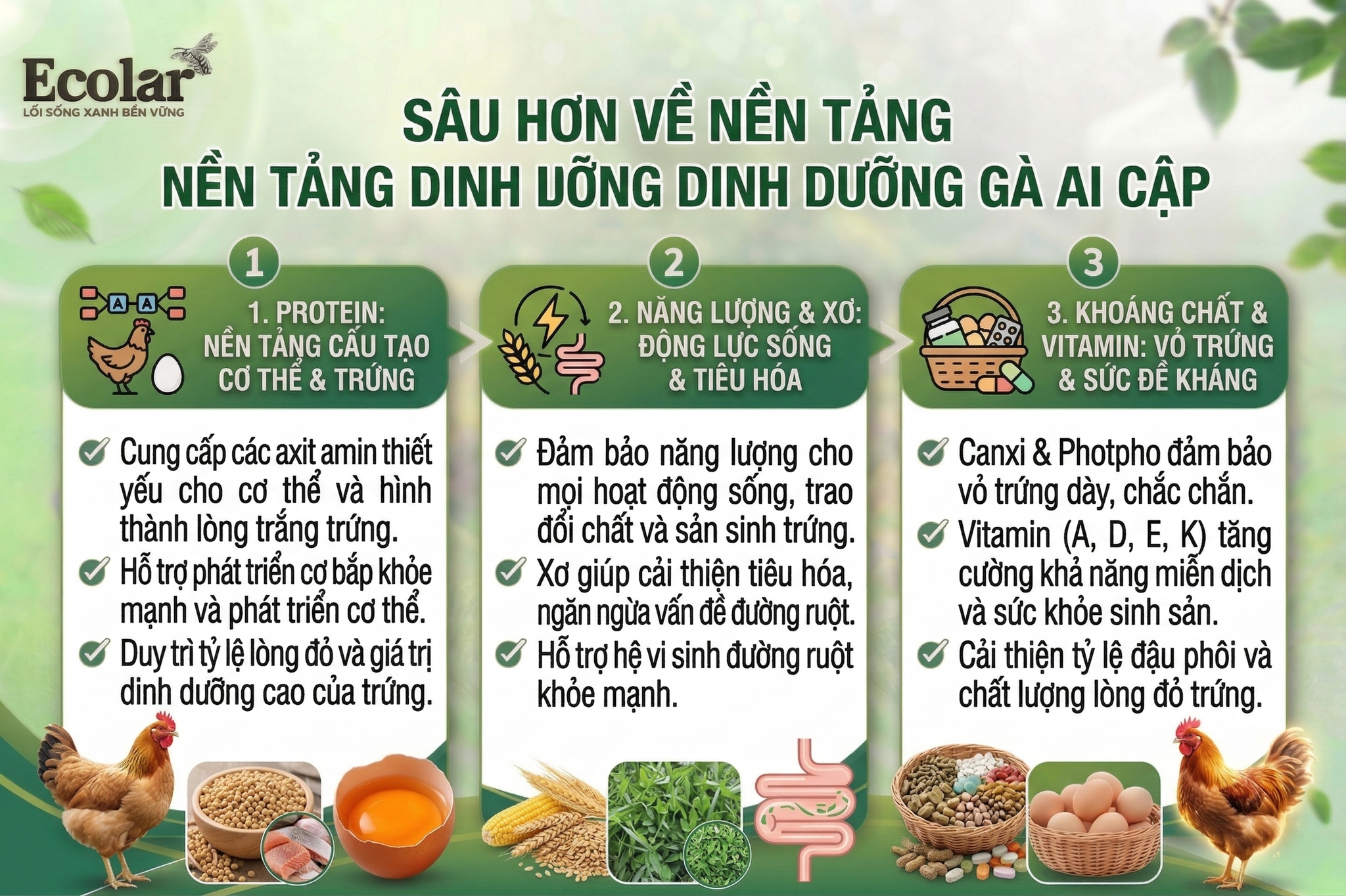 Nền Tảng Dinh Dưỡng Quyết Định Sản Lượng Trứng Gà Ai Cập