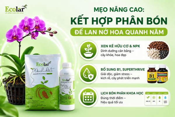 Mẹo Nâng Cao: Kết Hợp Phân Bón Để Lan Nở Hoa Quanh Năm