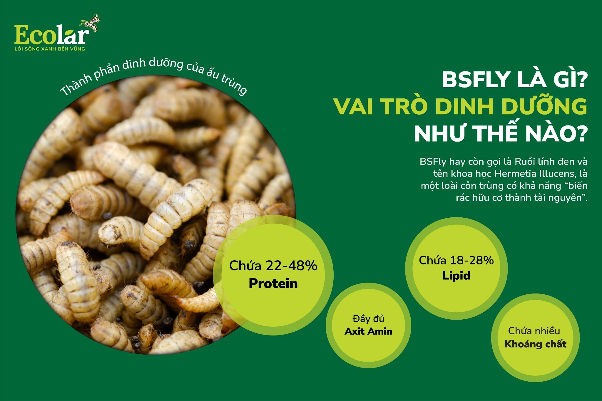 bsfly-la-gi-vai-tro-dinh-duong-nhu-the-nao