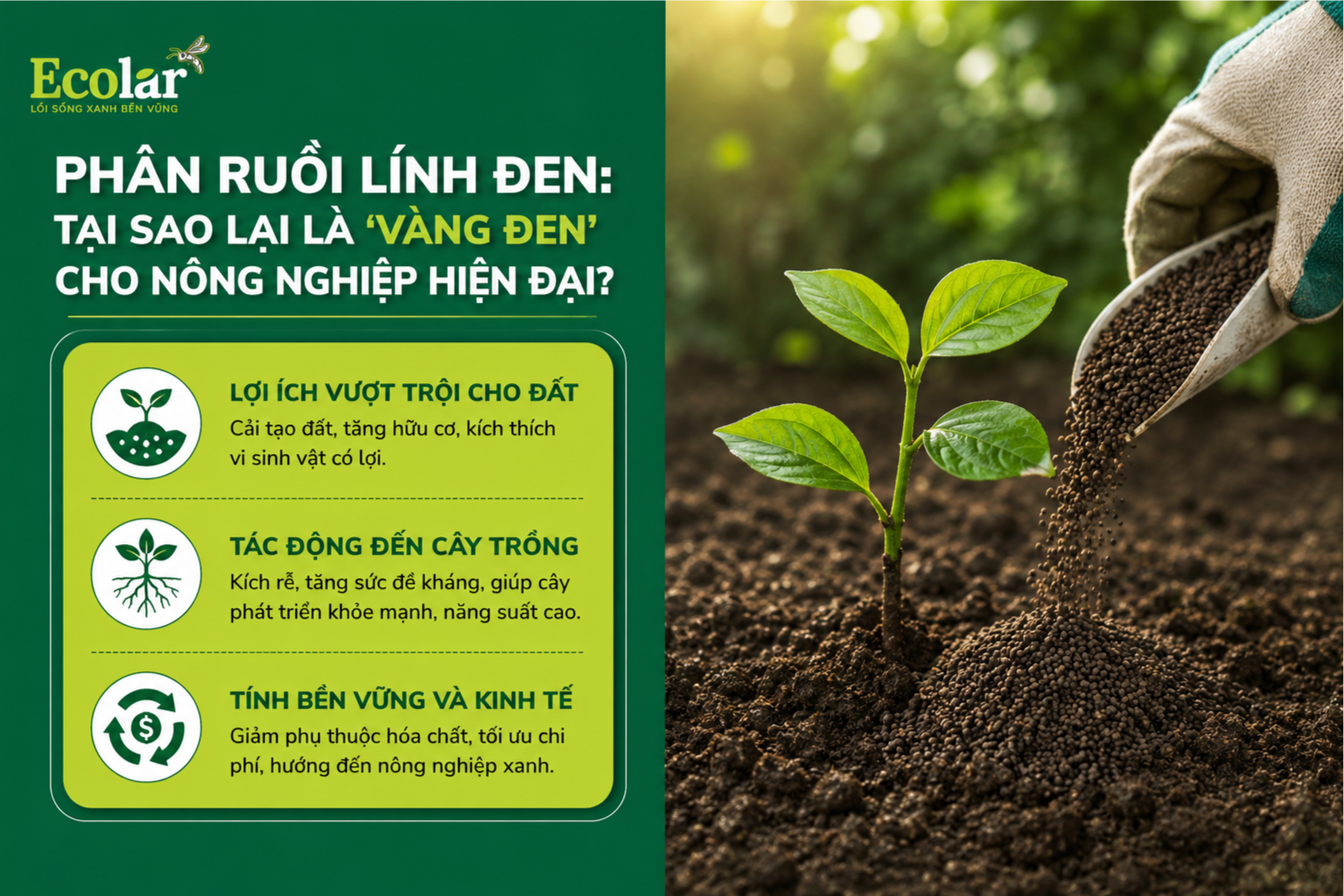 Phân Ruồi Lính Đen: Tại Sao Lại Là 'Vàng Đen' Cho Nông Nghiệp Hiện Đại?