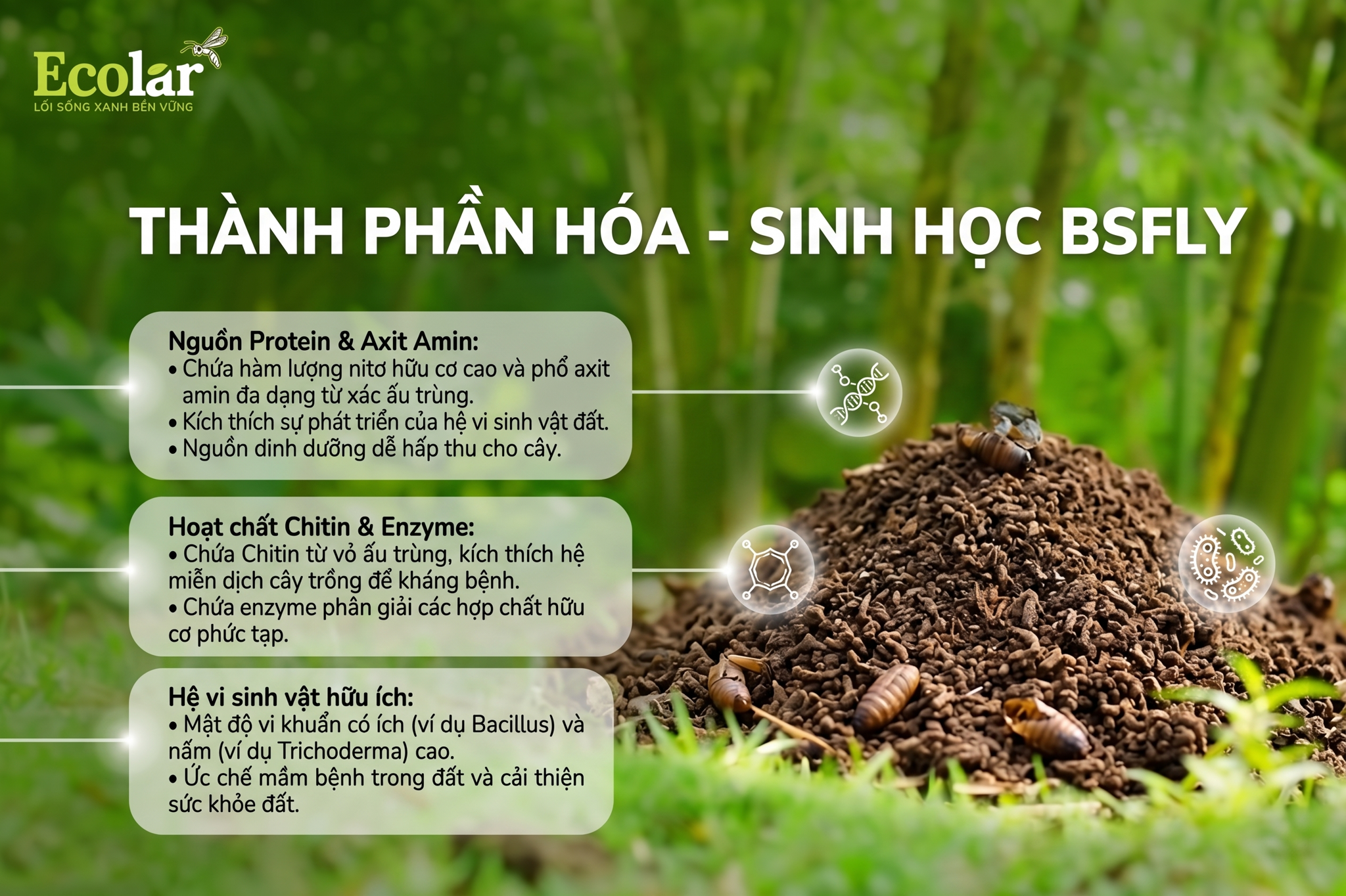 Thành phần hóa - sinh học nào tạo nên điểm khác biệt của BSFly?