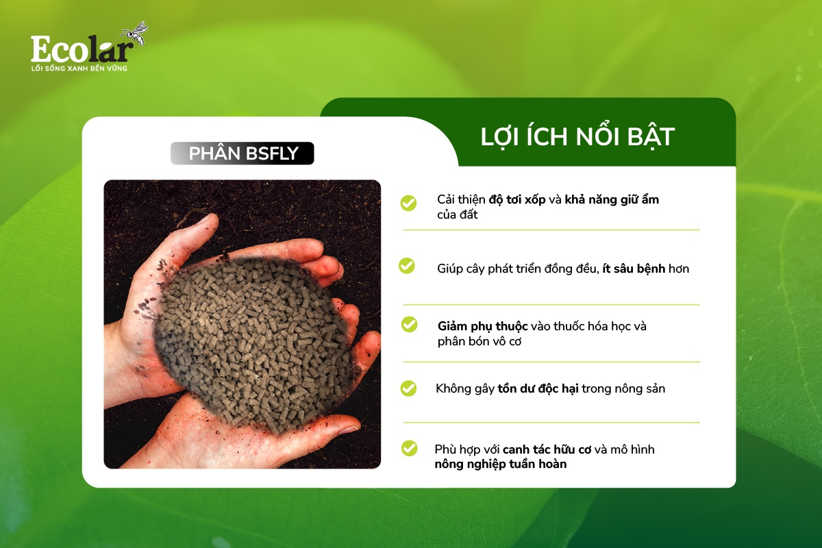 Phân BSFly - Giải pháp từ tự nhiên, nuôi dưỡng đất và hệ sinh thái