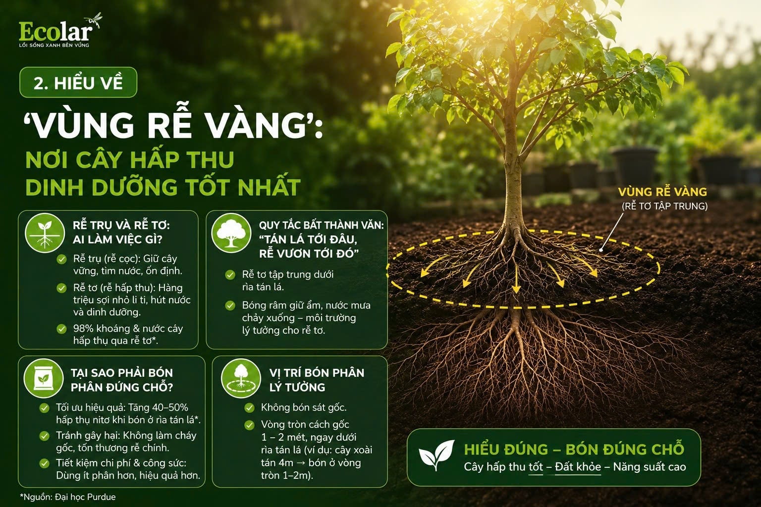 Hiểu Về 'Vùng Rễ Vàng': Nơi Cây Hấp Thu Dinh Dưỡng Tốt Nhất