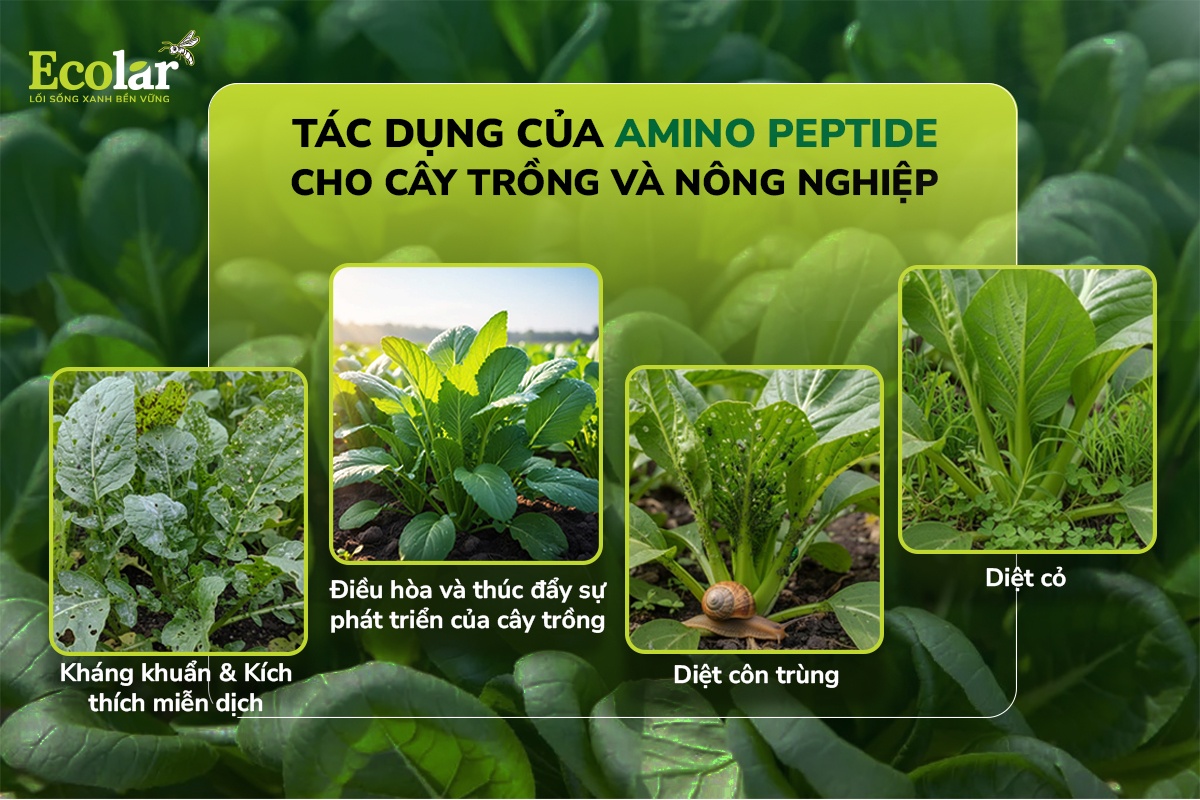 tác dụng của peptide