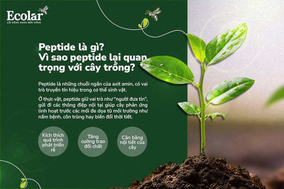 Peptide là gì? Vì sao peptide lại quan trọng với cây trồng?