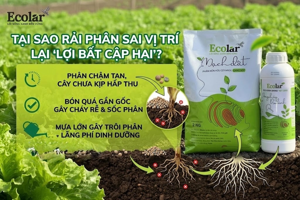 Tại Sao Rải Phân Sai Vị Trí Lại 'Lợi Bất Cập Hại'?