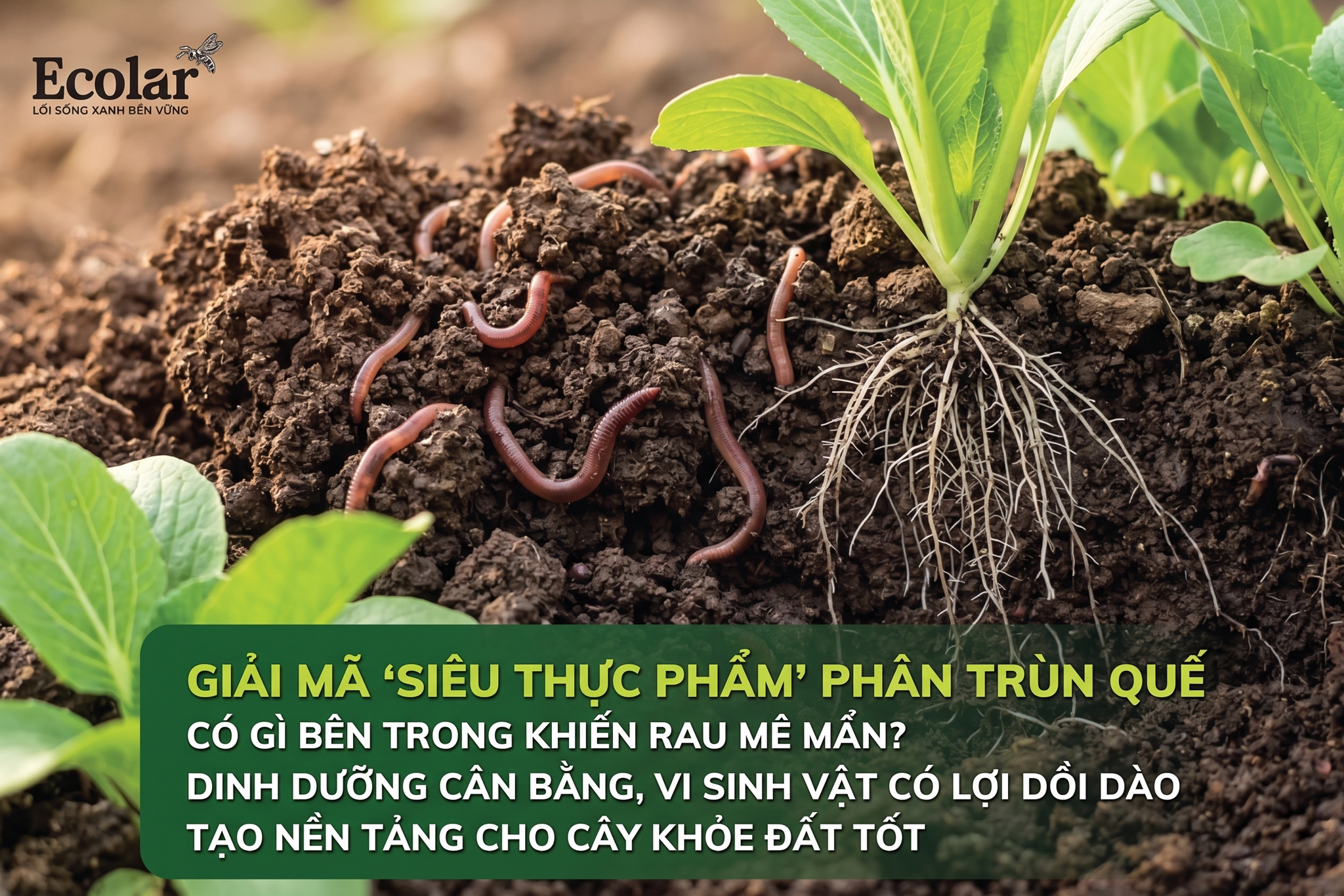 Giải Mã 'Siêu Thực Phẩm' Phân Trùn Quế: Có Gì Bên Trong Khiến Rau Mê Mẩn?
