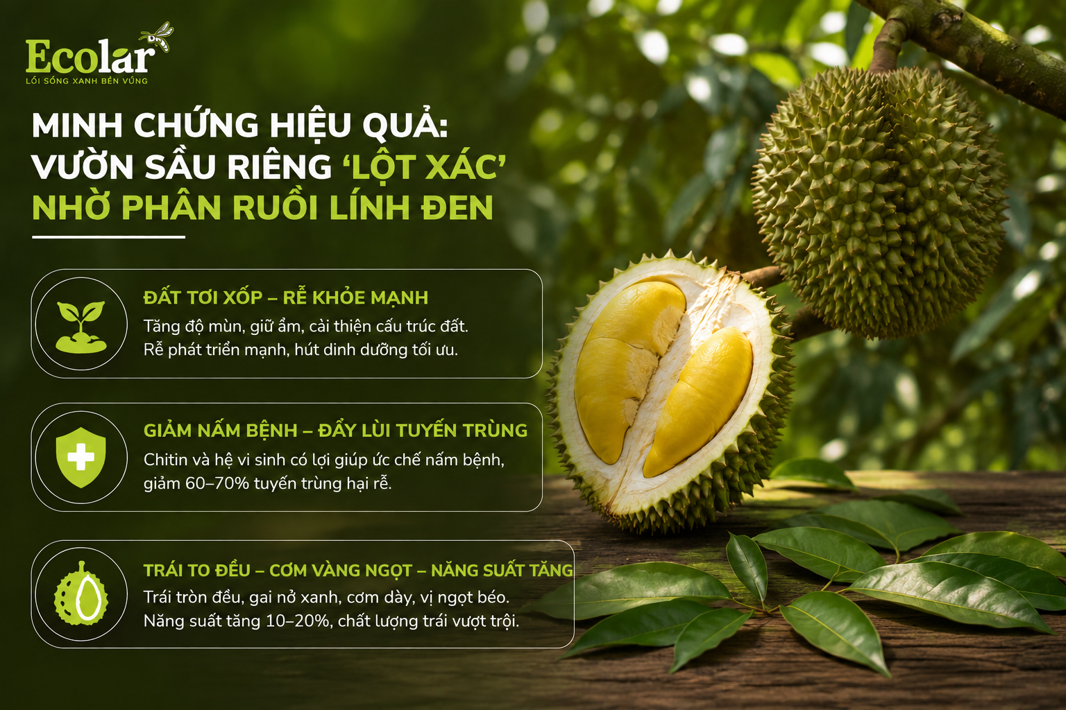 Minh Chứng Hiệu Quả: Vườn Sầu Riêng 'Lột Xác' Nhờ Phân Ruồi Lính Đen