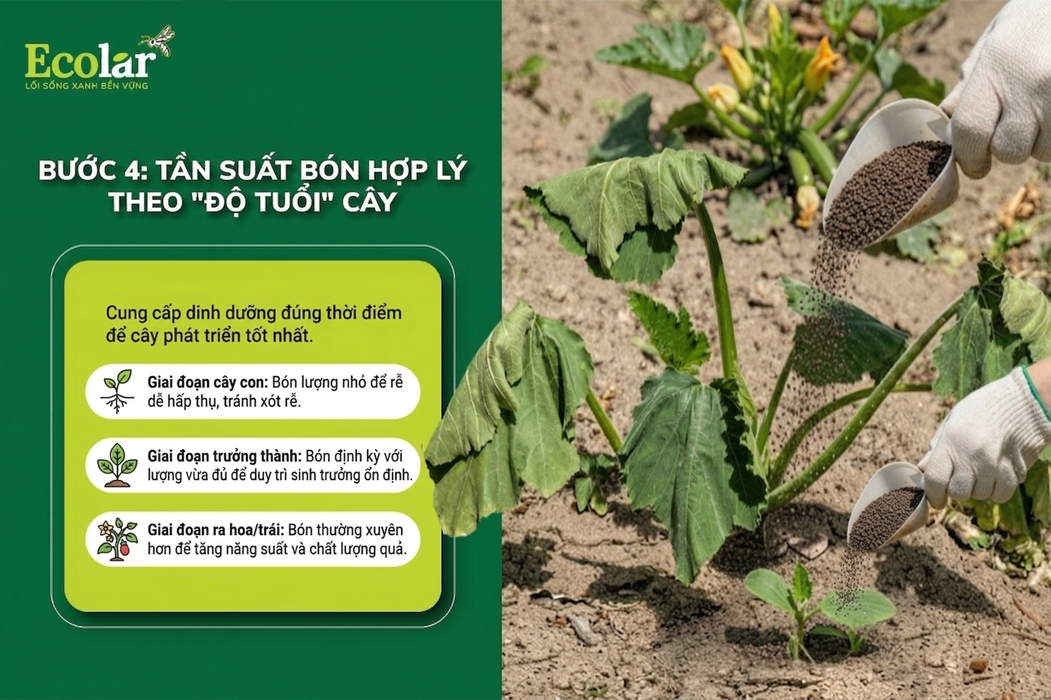 Bước 4: Tần Suất Bón Hợp Lý Theo 