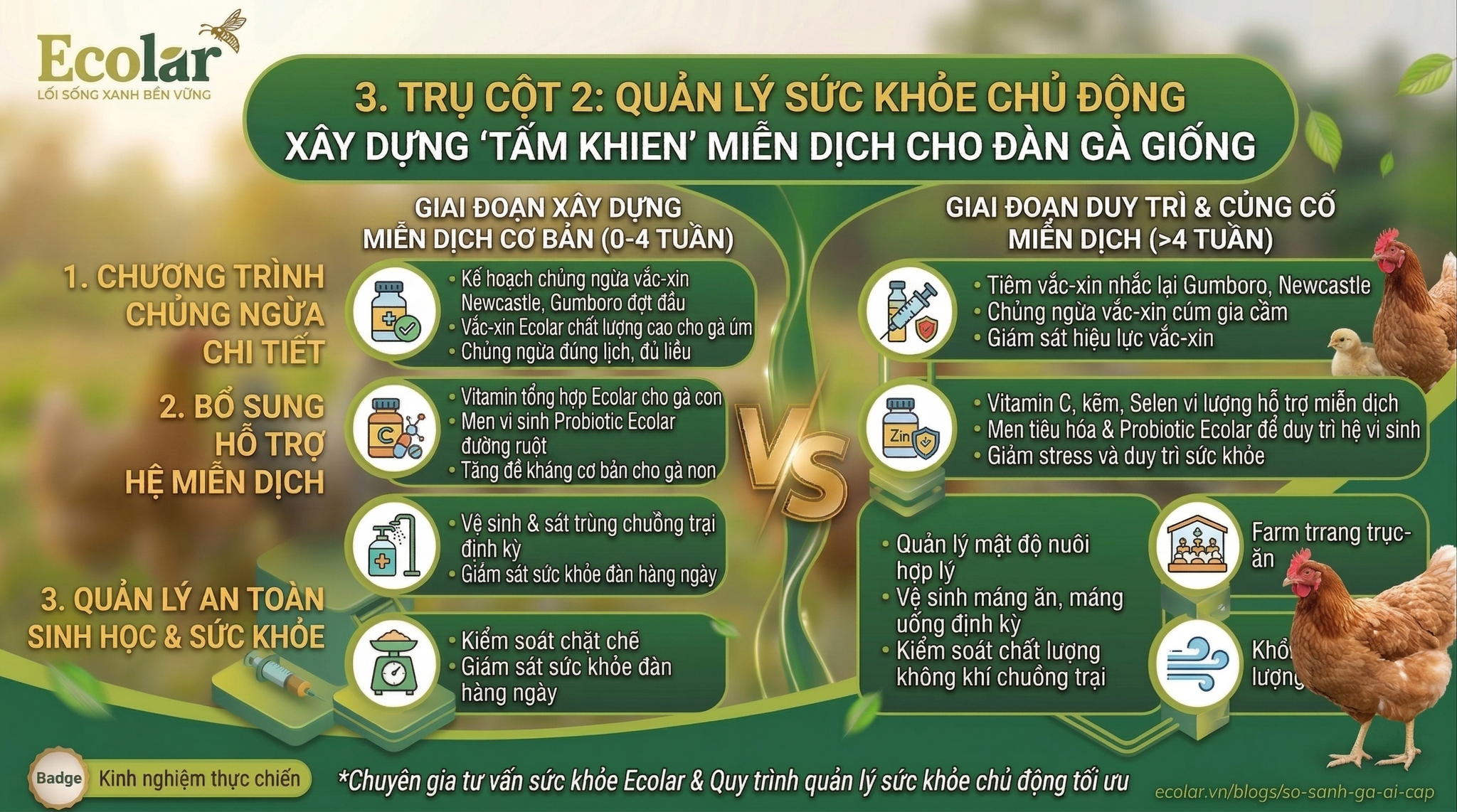 Quản Lý Sức Khỏe Chủ Động - Xây Dựng 'Tấm Khiên' Miễn Dịch Cho Đàn Gà Giống