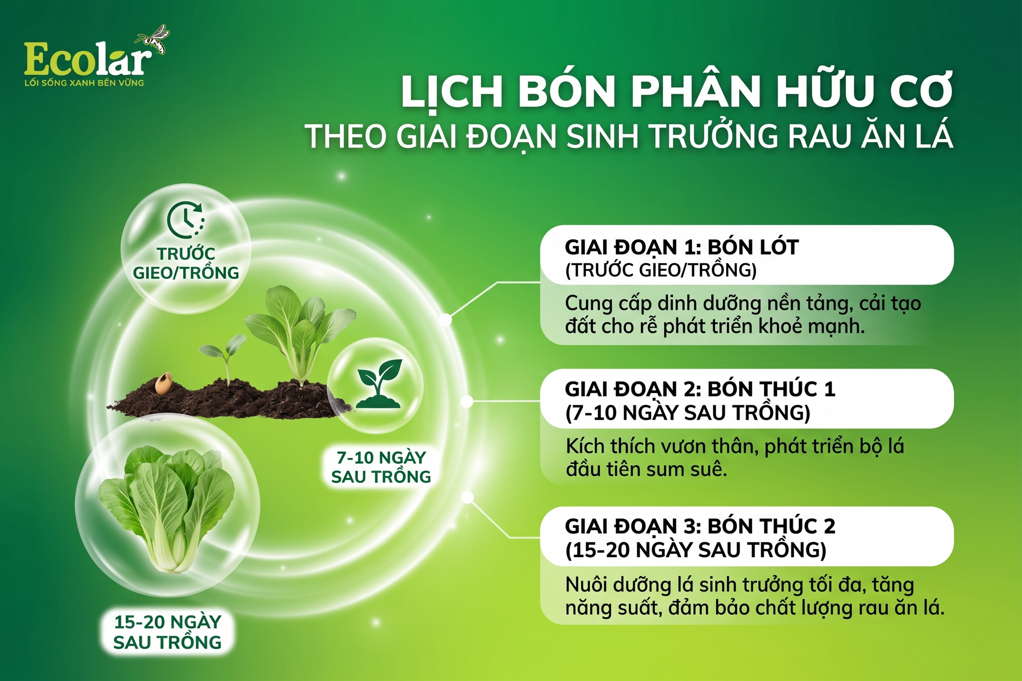 Thời điểm và lịch bón theo giai đoạn sinh trưởng rau ăn lá