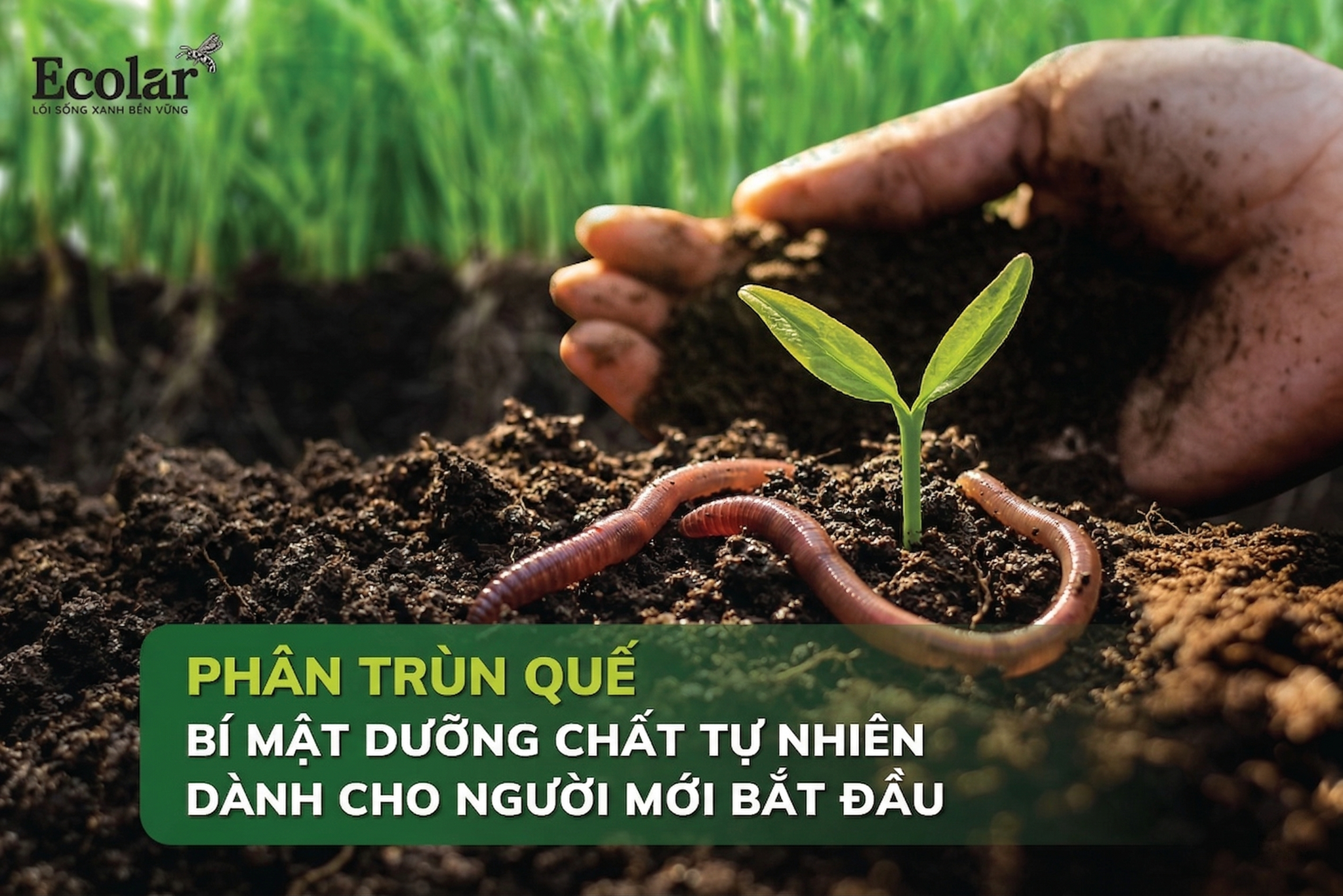 Phân Trùn Quế Là Gì? Giải Thích Đơn Giản Cho Người Mới Bắt Đầu