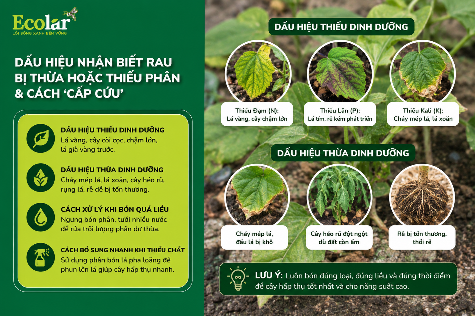 Dấu Hiệu Nhận Biết Rau Bị Thừa hoặc Thiếu Phân & Cách 'Cấp Cứu'