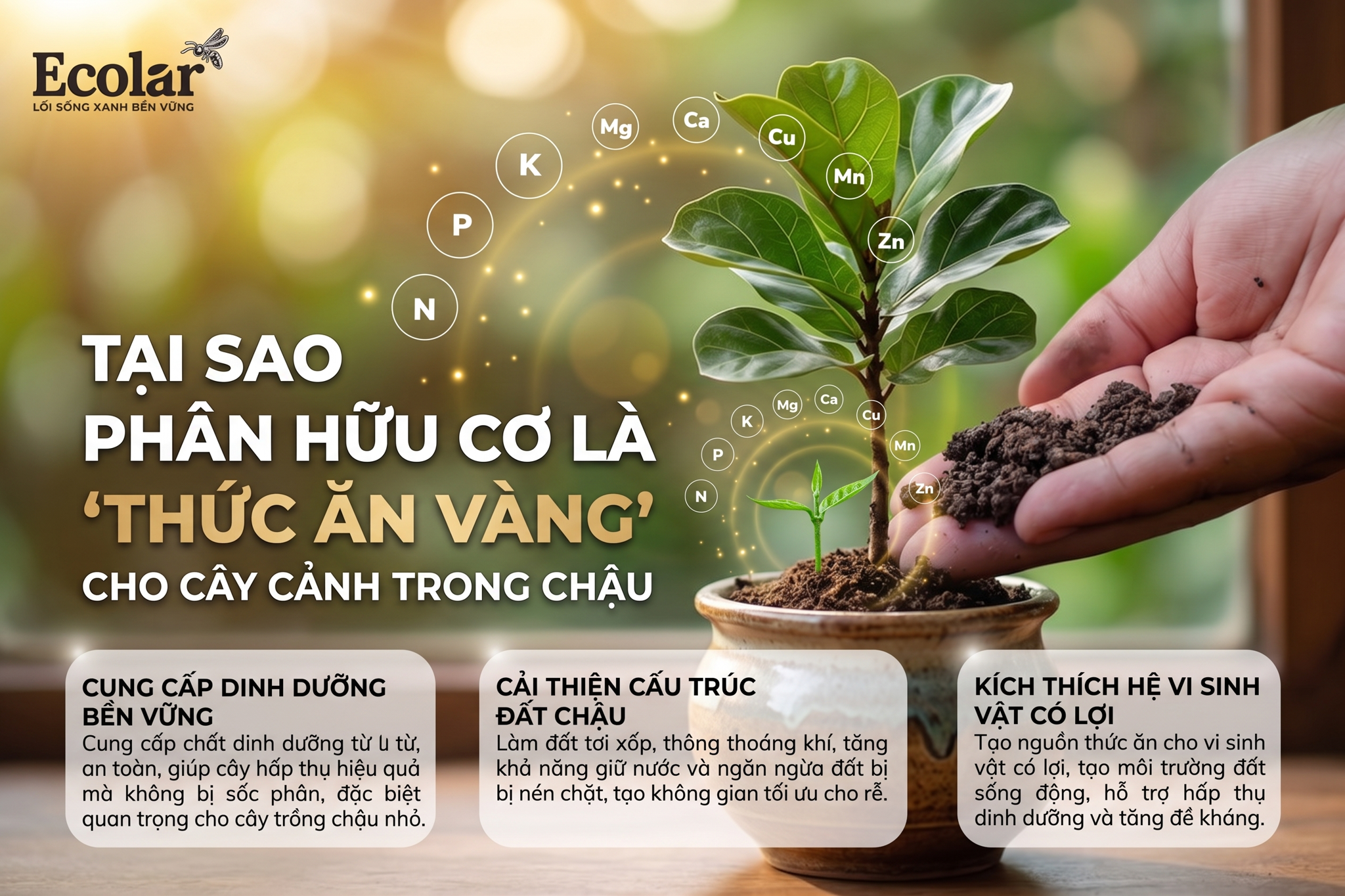 Tại Sao Phân Hữu Cơ Là 'Thức Ăn Vàng' Cho Cây Cảnh Trong Chậu?