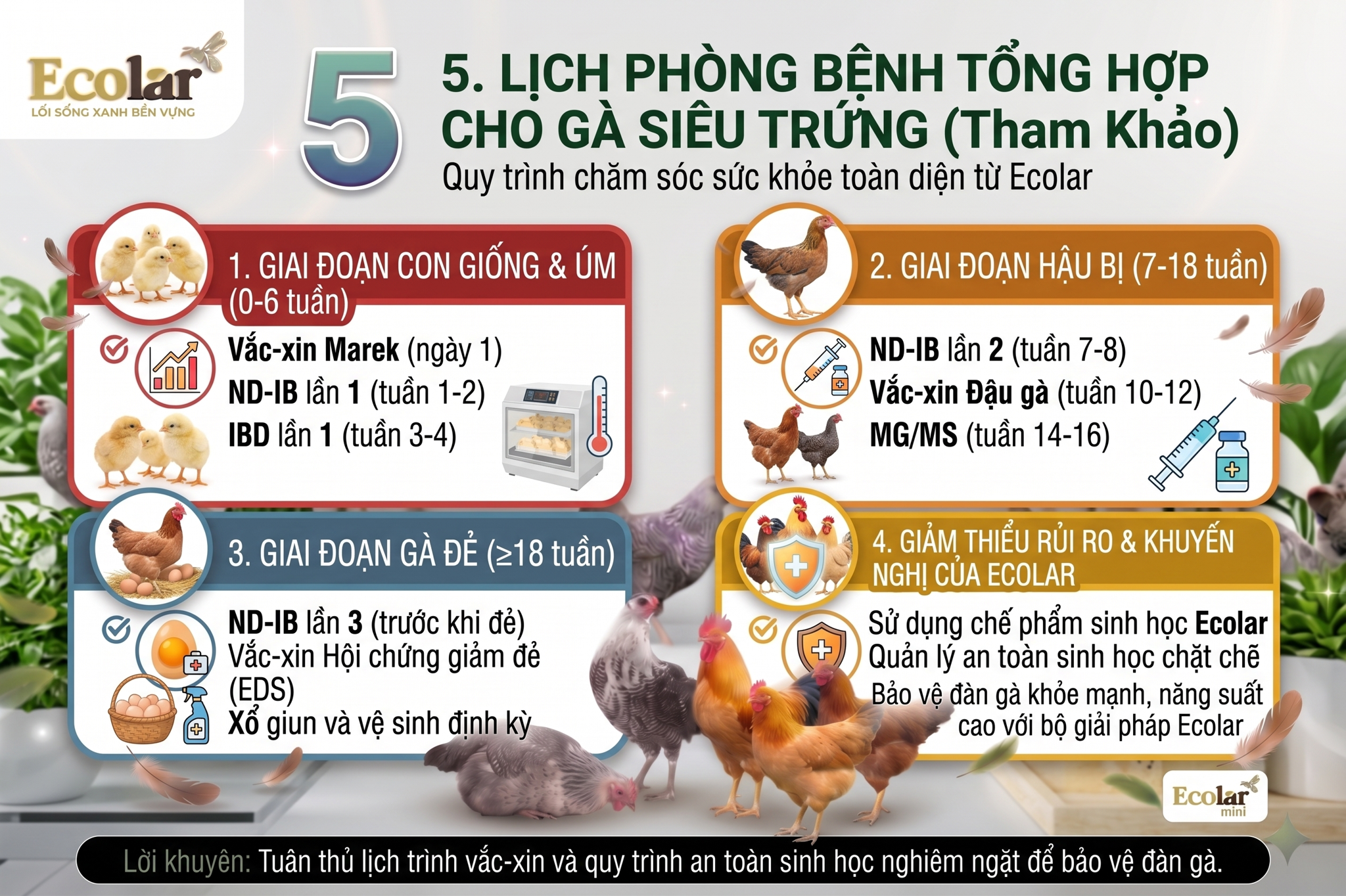 Lịch Phòng Bệnh Tổng Hợp Cho Gà Siêu Trứng (Tham Khảo)