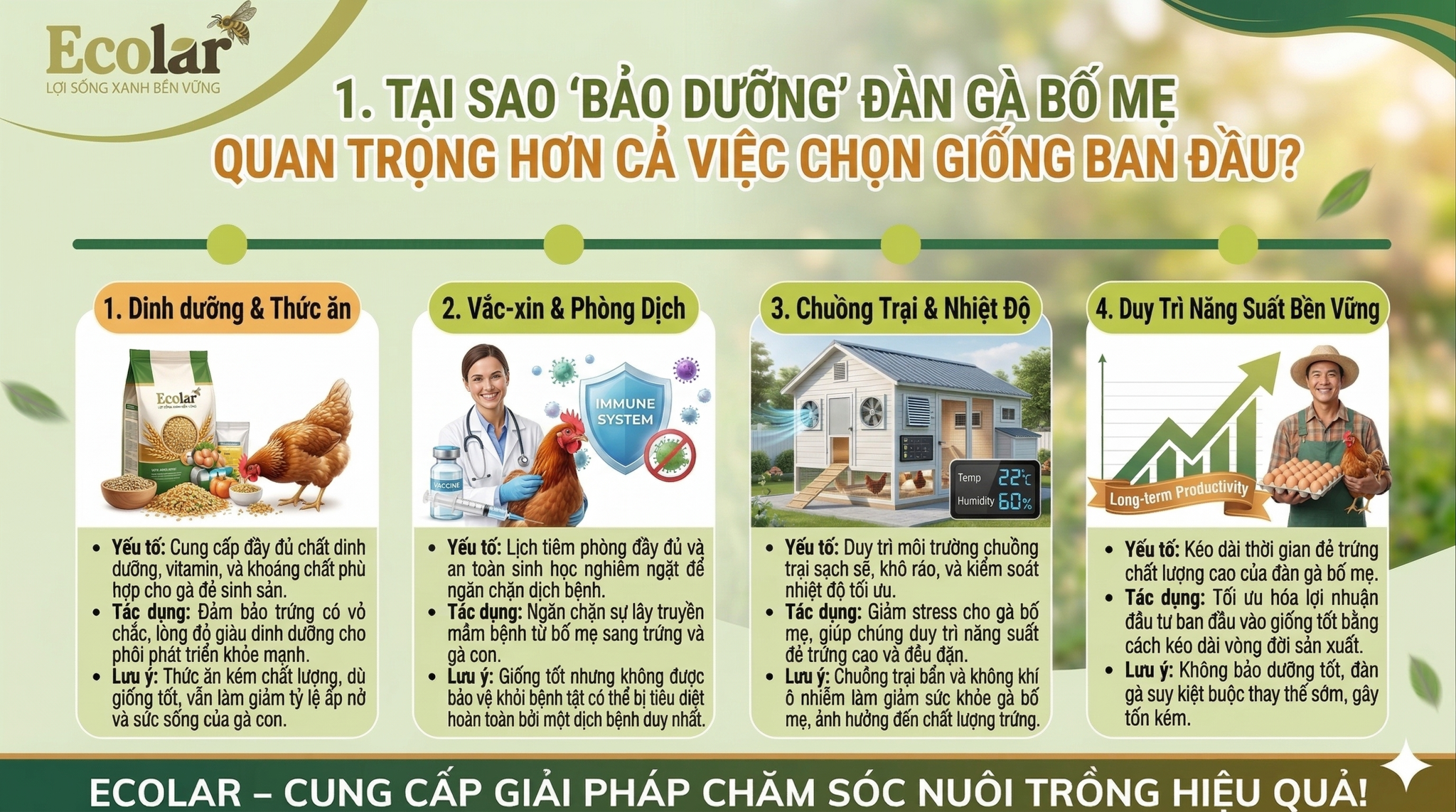 Tại Sao 'Bảo Dưỡng' Đàn Gà Bố Mẹ Quan Trọng Hơn Cả Việc Chọn Giống Ban Đầu?