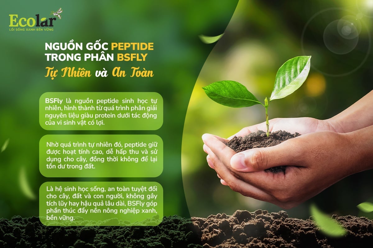 Nguồn gốc peptide trong phân BSFly – Tự nhiên và an toàn