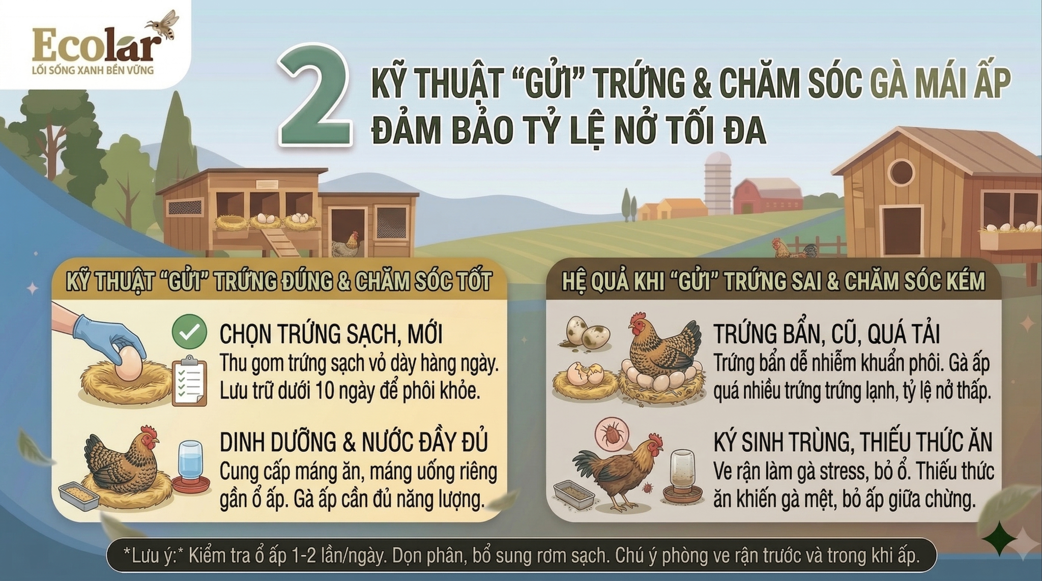 Kỹ Thuật 'Gửi' Trứng và Chăm Sóc Gà Mái Suốt Quá Trình Ấp