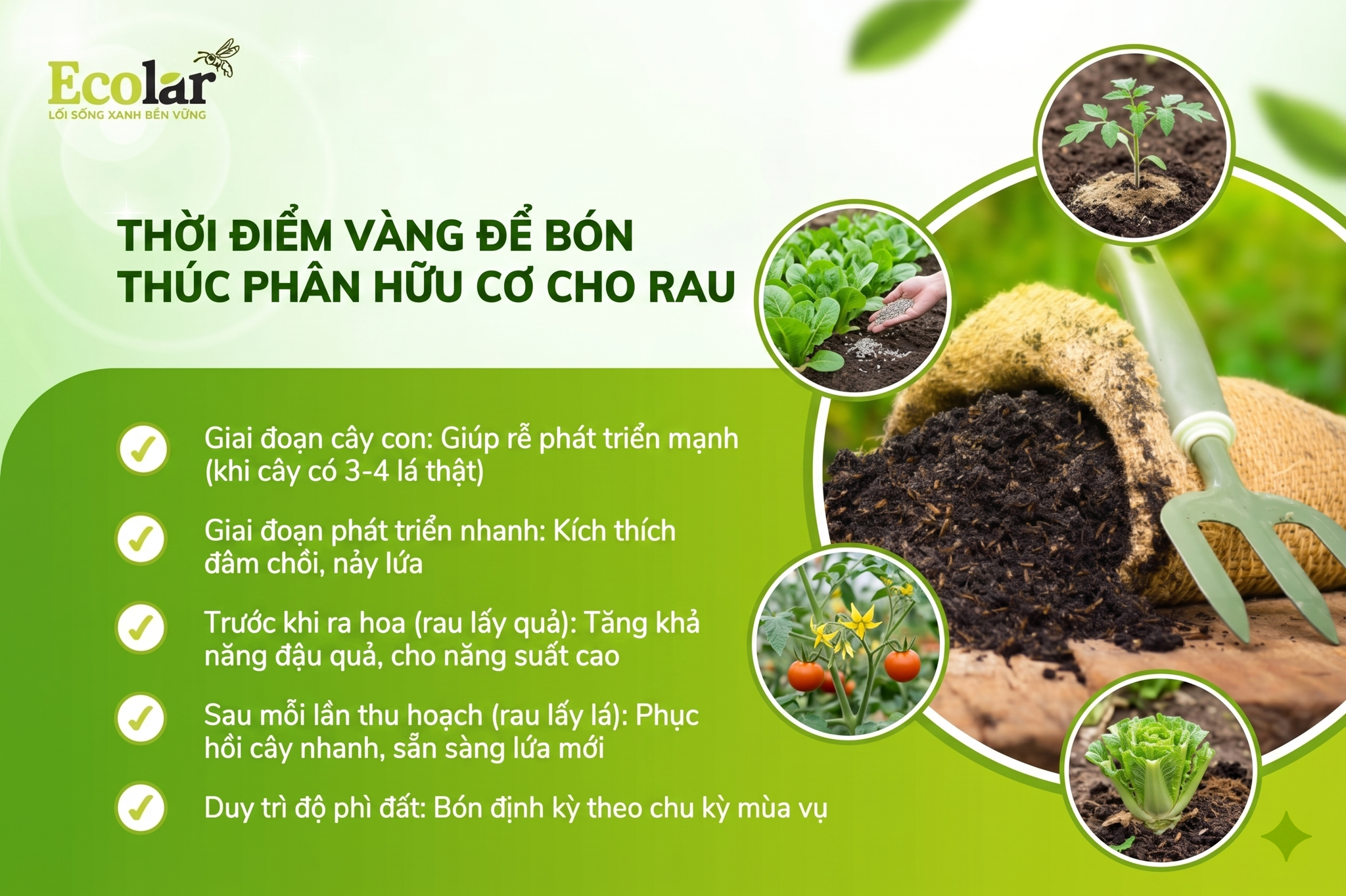 Thời Điểm Vàng Để Bón Thúc Phân Hữu Cơ Cho Rau