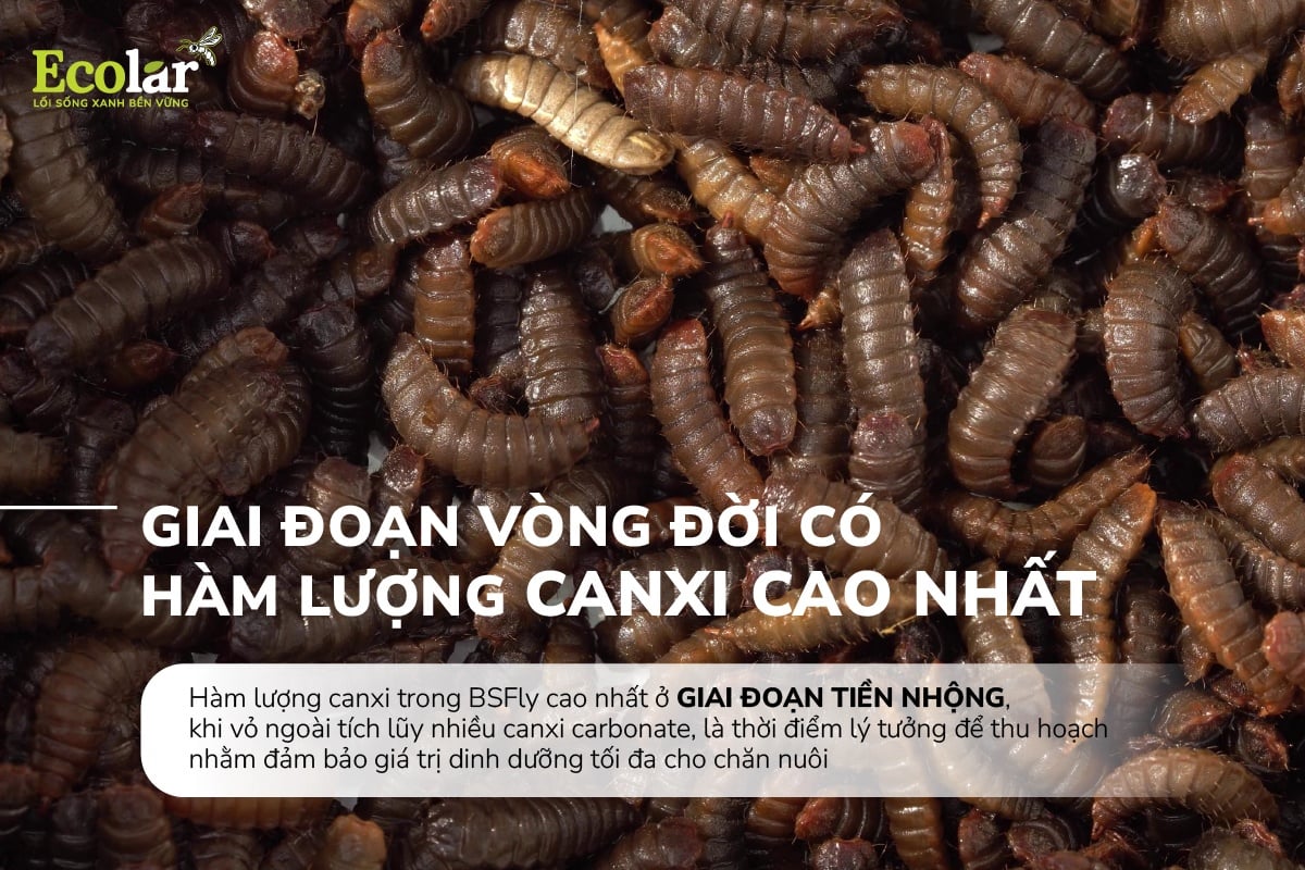 dac-diem-hinh-thai-lien-quan-den-ham-luong-canxi