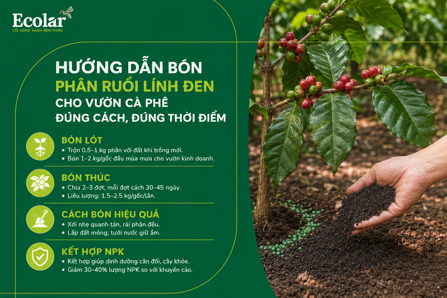 Hướng Dẫn Bón Phân Ruồi Lính Đen Cho Vườn Cà Phê Đúng Cách, Đúng Thời Điểm
