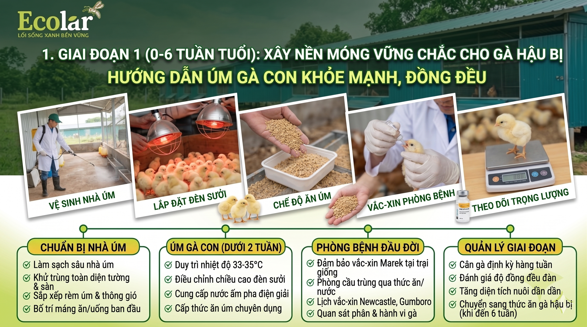 Xây Nền Móng Vững Chắc Cho Gà Hậu Bị
