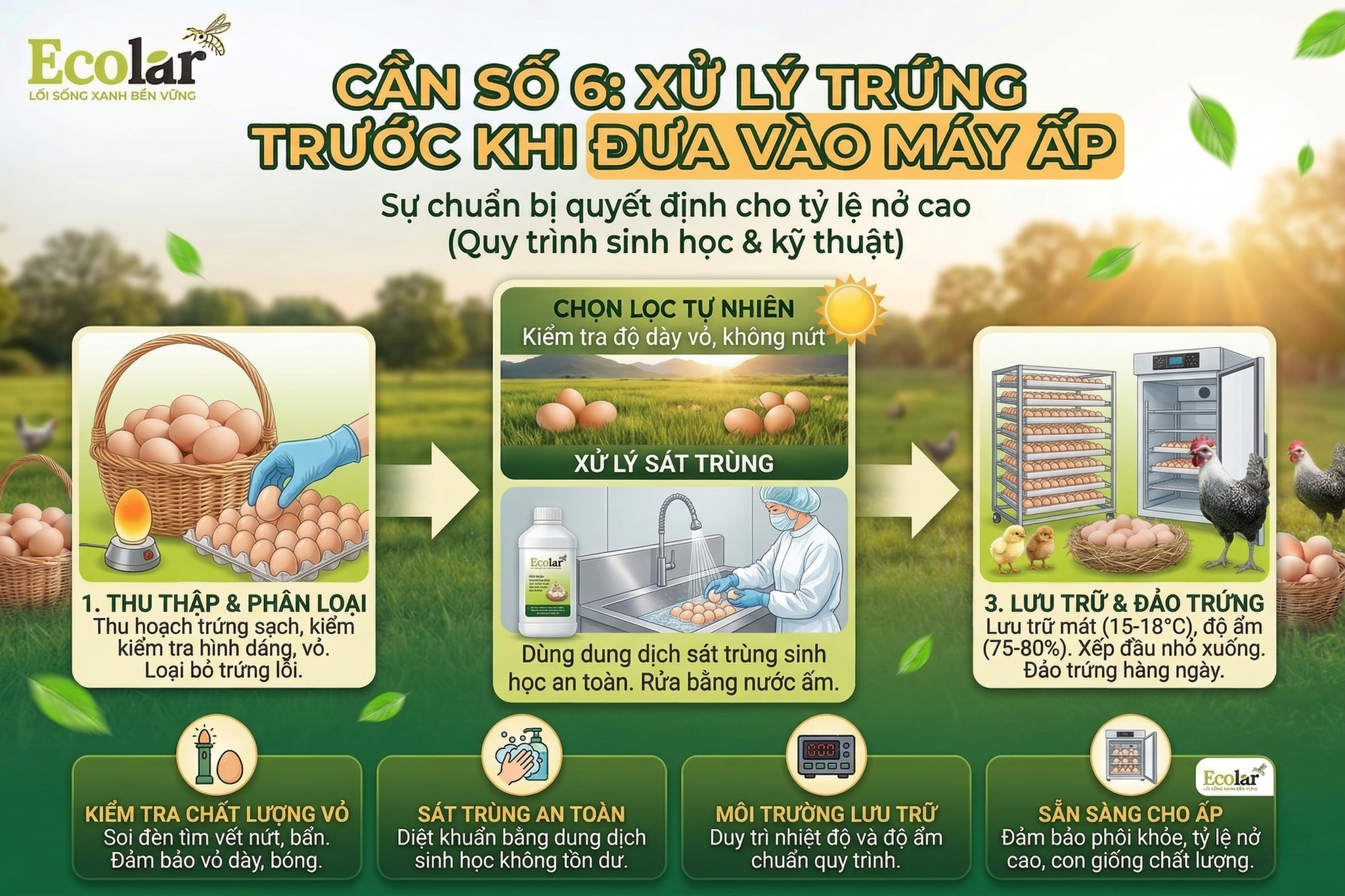 Xử Lý Trứng Trước Khi Đưa Vào Máy Ấp