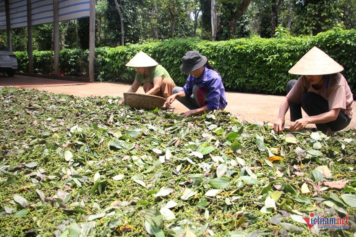 Cần thúc đẩy vai trò của kinh tế tuần hoàn đối với các mục tiêu phát triển trong ngành nông nghiệp.