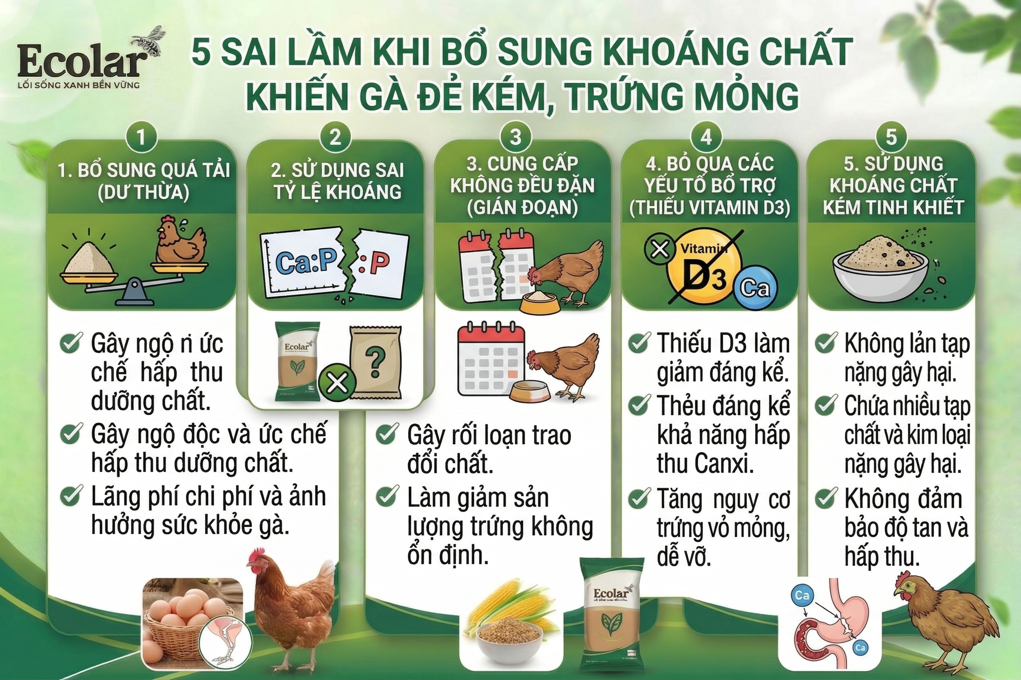 5 Sai Lầm Khi Bổ Sung Khoáng Chất Khiến Gà Đẻ Kém, Trứng Mỏng