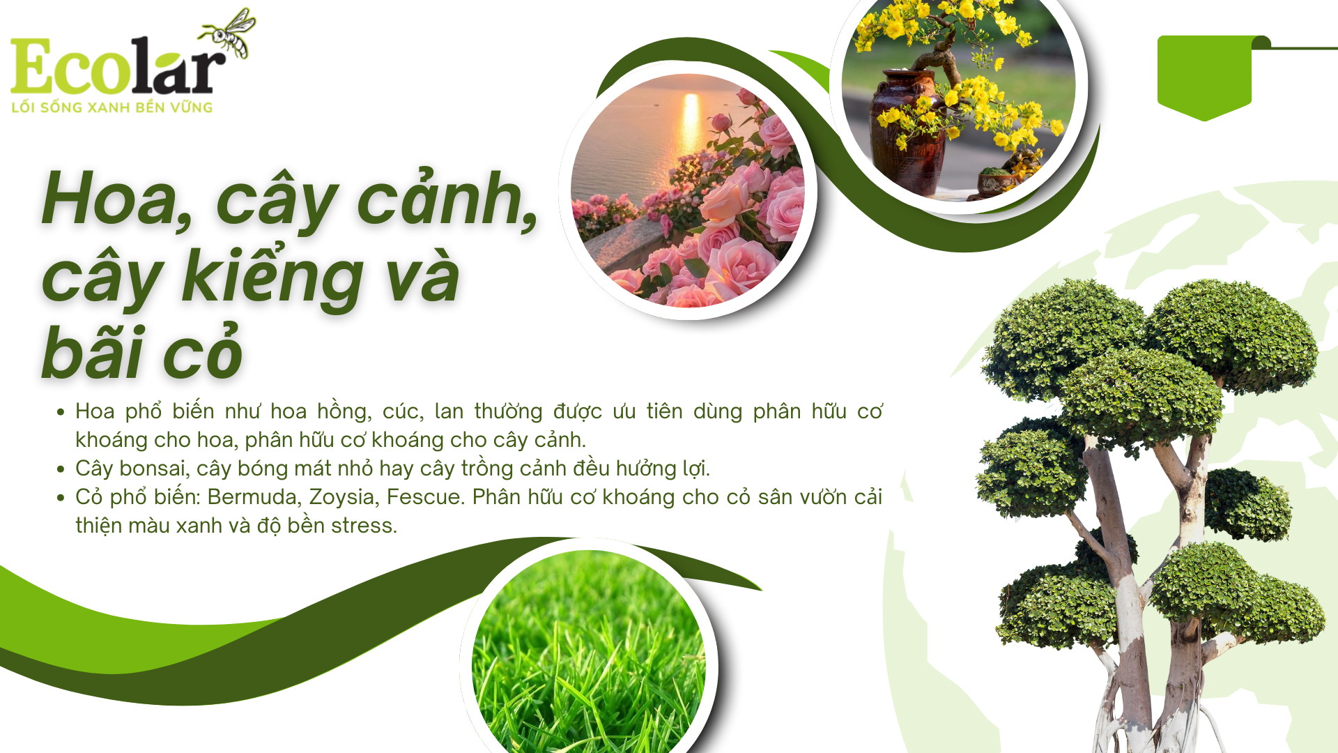 6-hoa-cay-canh-cay-kieng