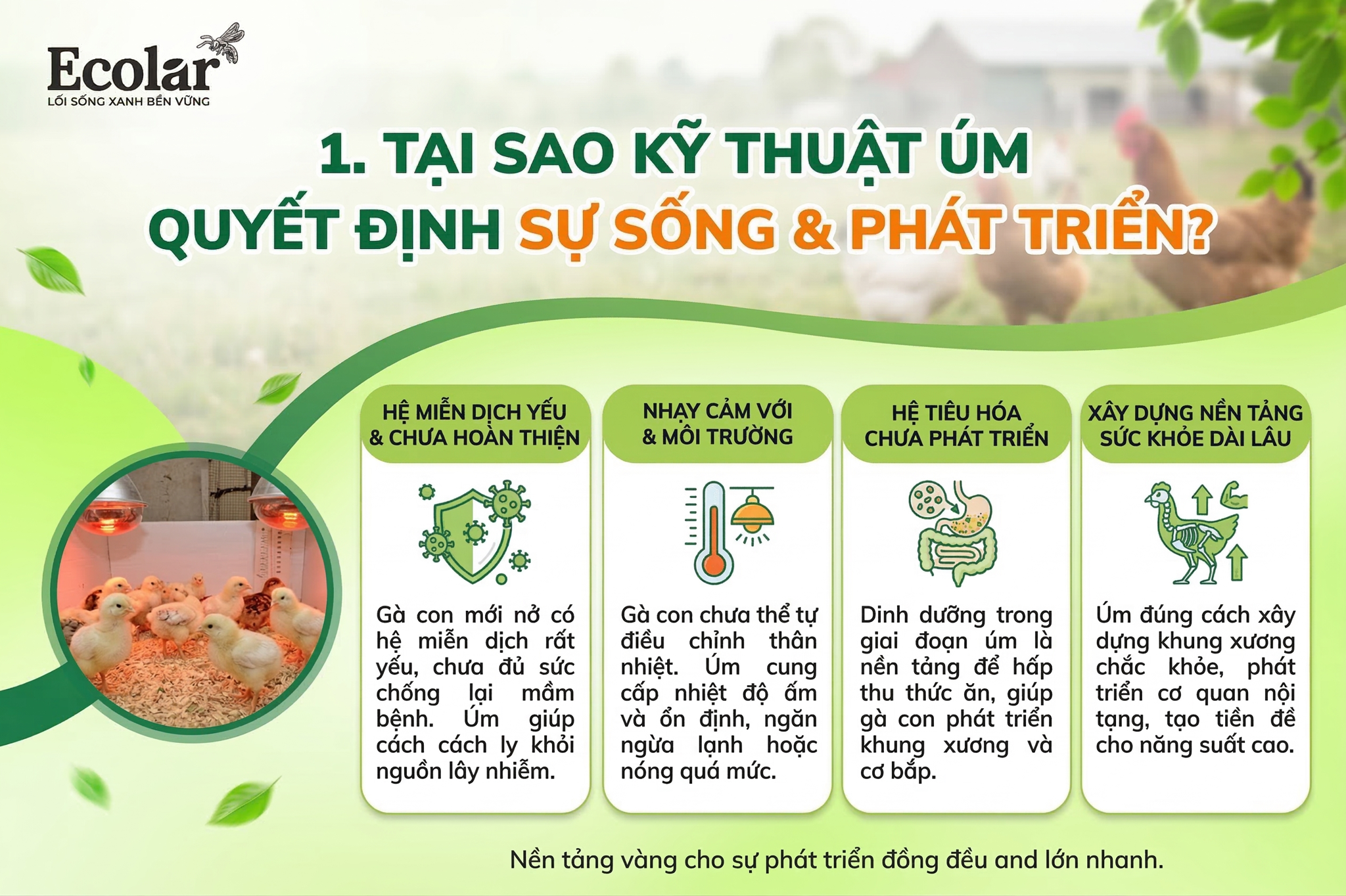 Tại sao kỹ thuật úm gà Ai Cập con (0–4 tuần) quyết định tỷ lệ sống và phát triển