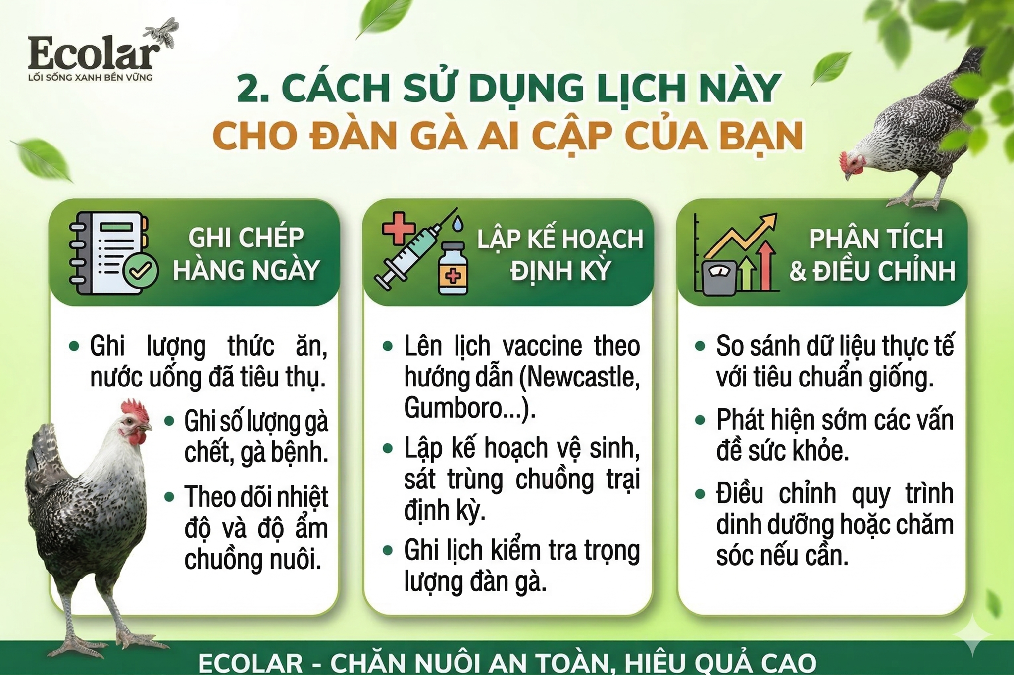 Cách sử dụng lịch này cho đàn gà Ai Cập của bạn