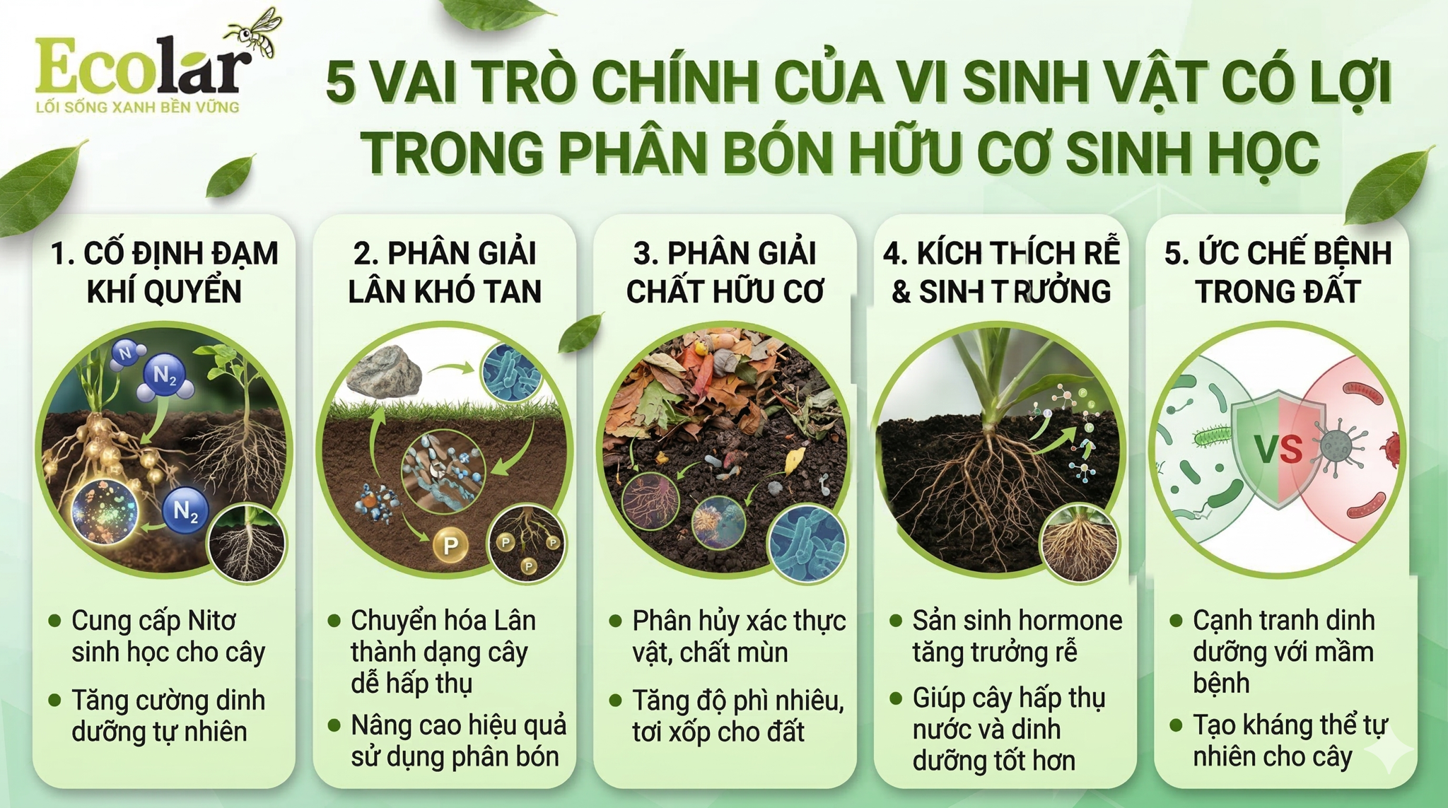 5 vai trò chính của vi sinh vật có lợi trong phân bón hữu cơ sinh học