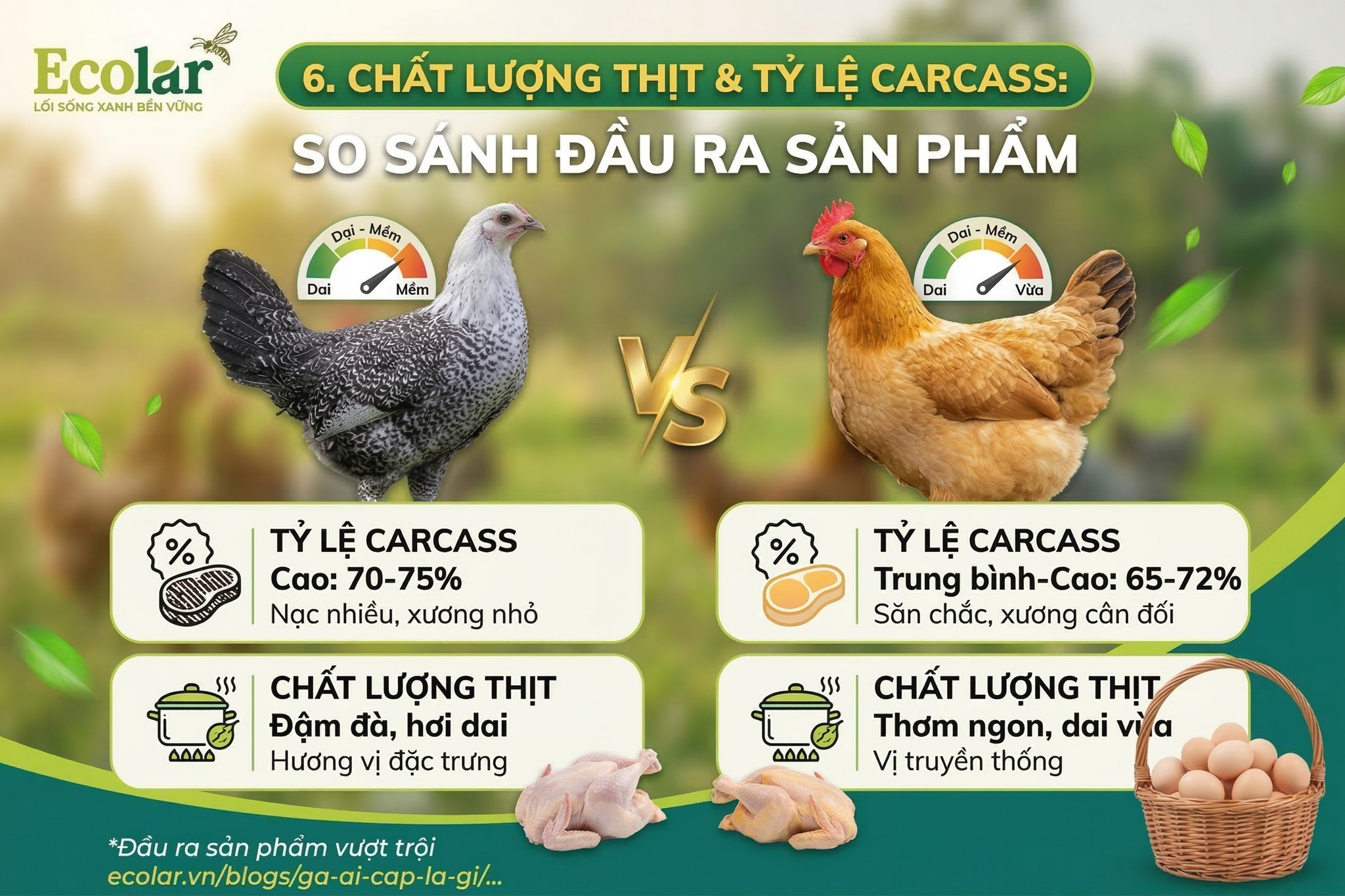 Chất lượng thịt và tỷ lệ carcass