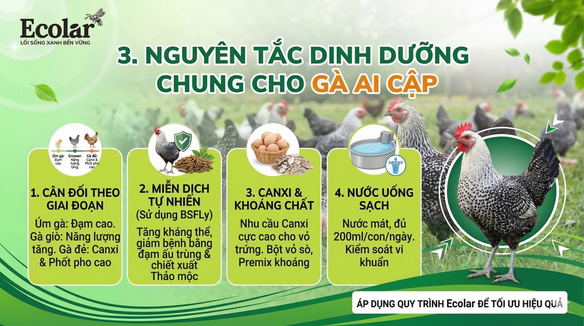 Nguyên tắc dinh dưỡng chung cho gà Ai Cập