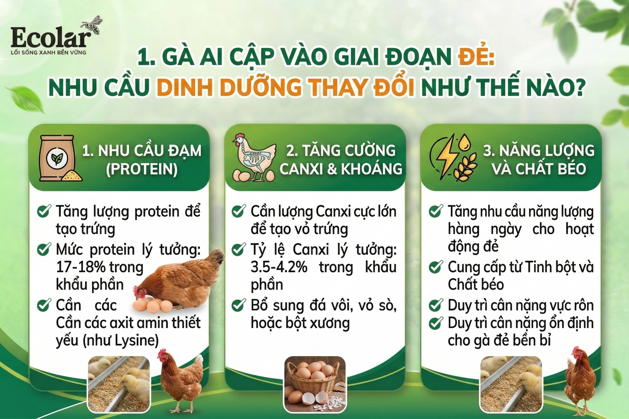 Gà Ai Cập Vào Giai Đoạn Đẻ