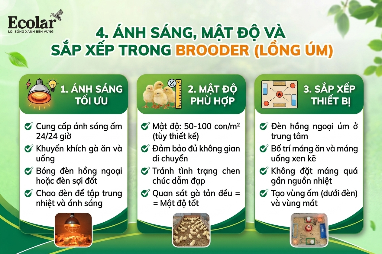 Ánh sáng, mật độ và sắp xếp gà trong brooder