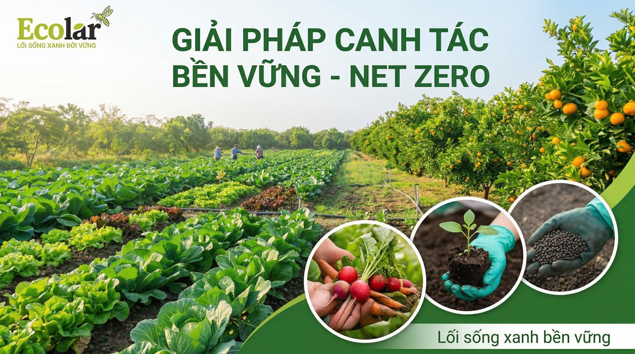 Độ bền và động học