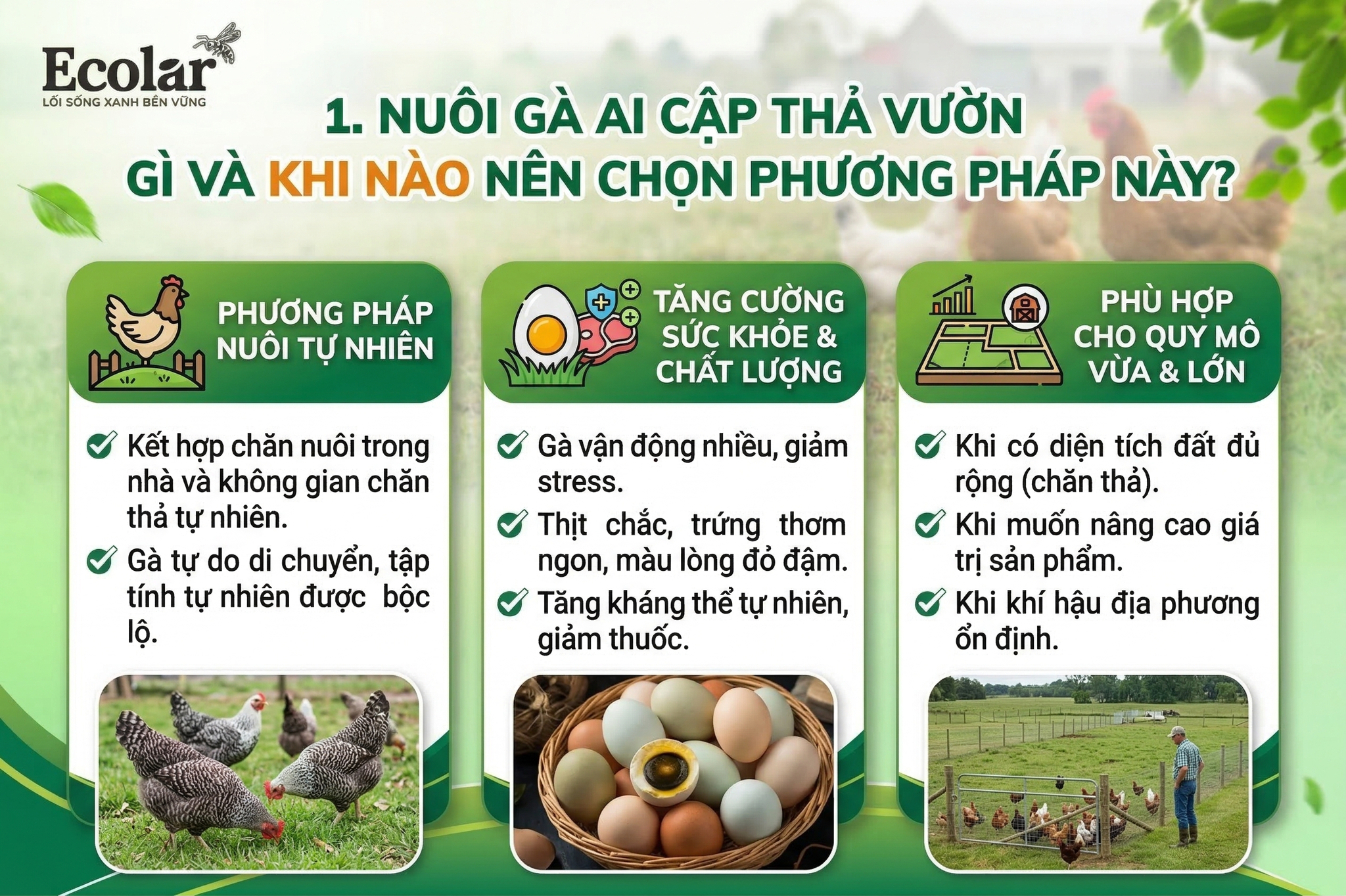 Nuôi gà Ai Cập thả vườn là gì và khi nào nên chọn phương pháp này?